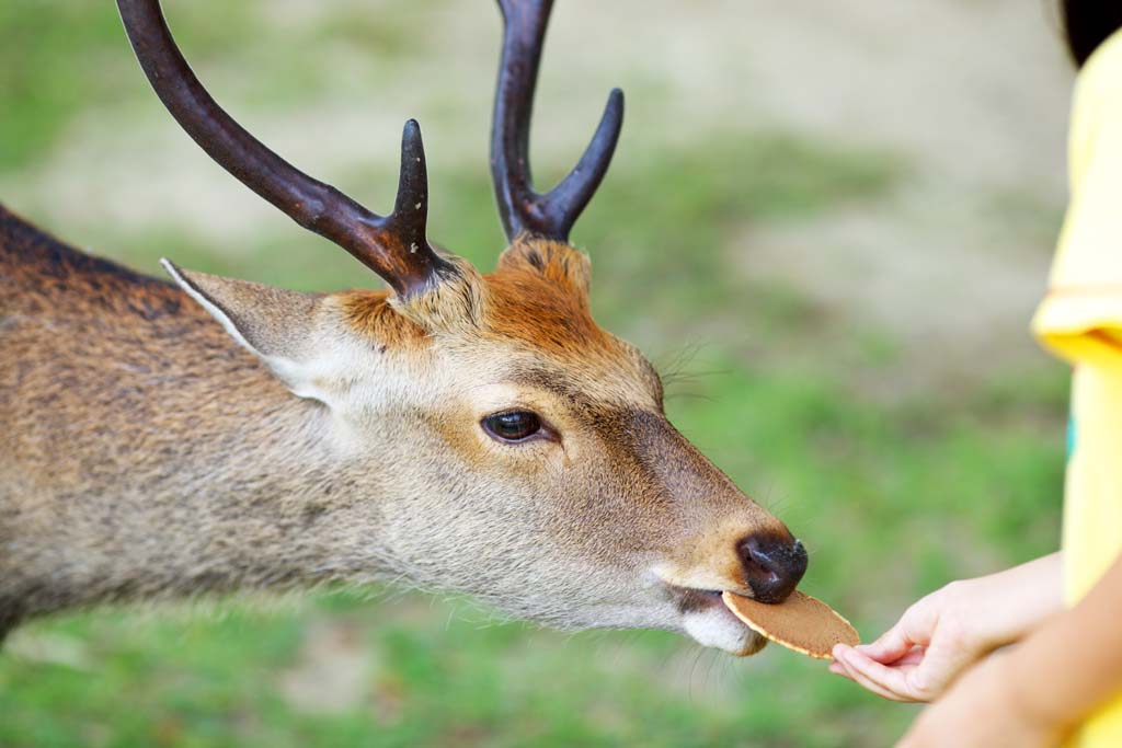 A deer in Nara Park being fed a deer biscuit by a visitor
