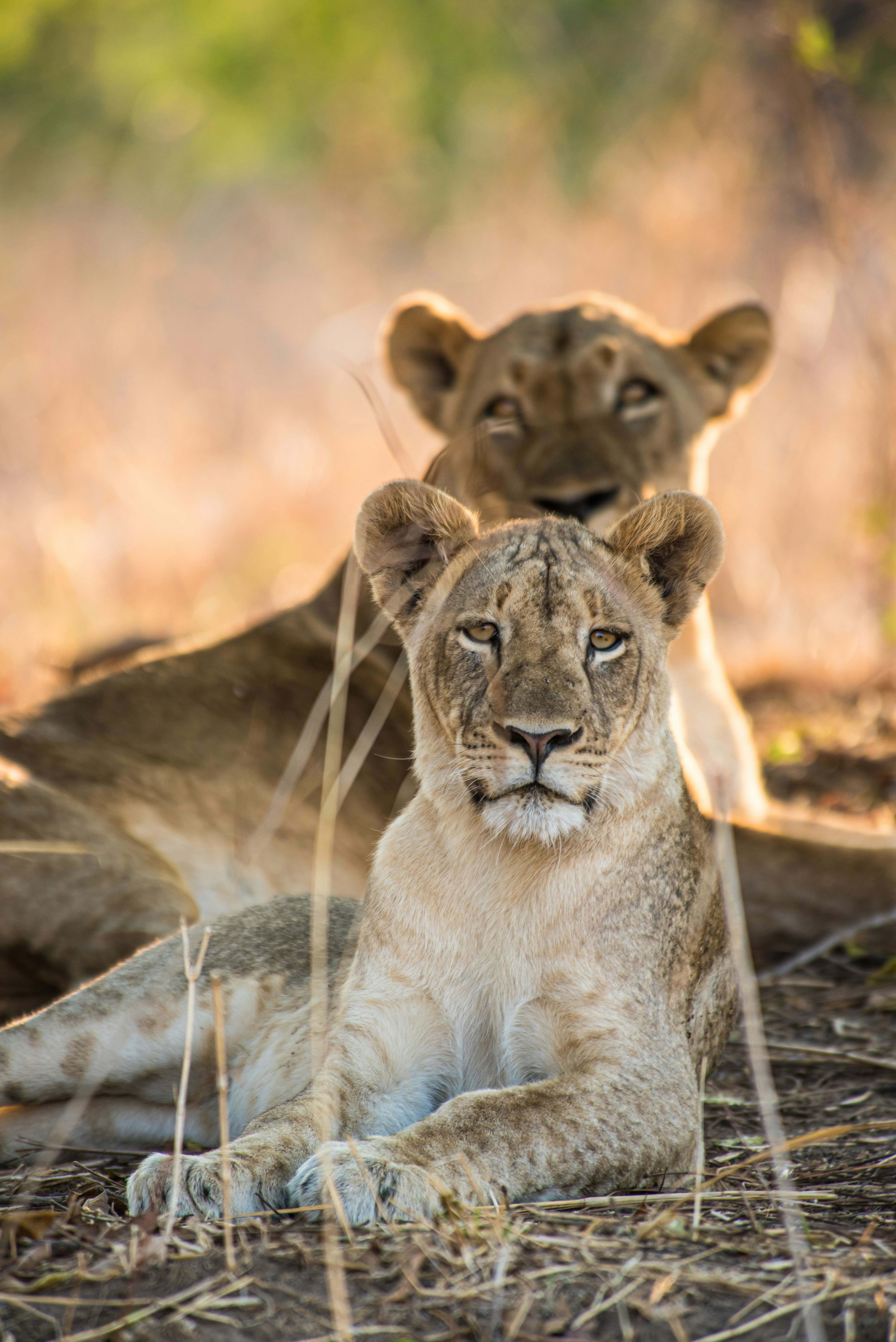 Two lionesses lying in the shade with one looking straight ahead