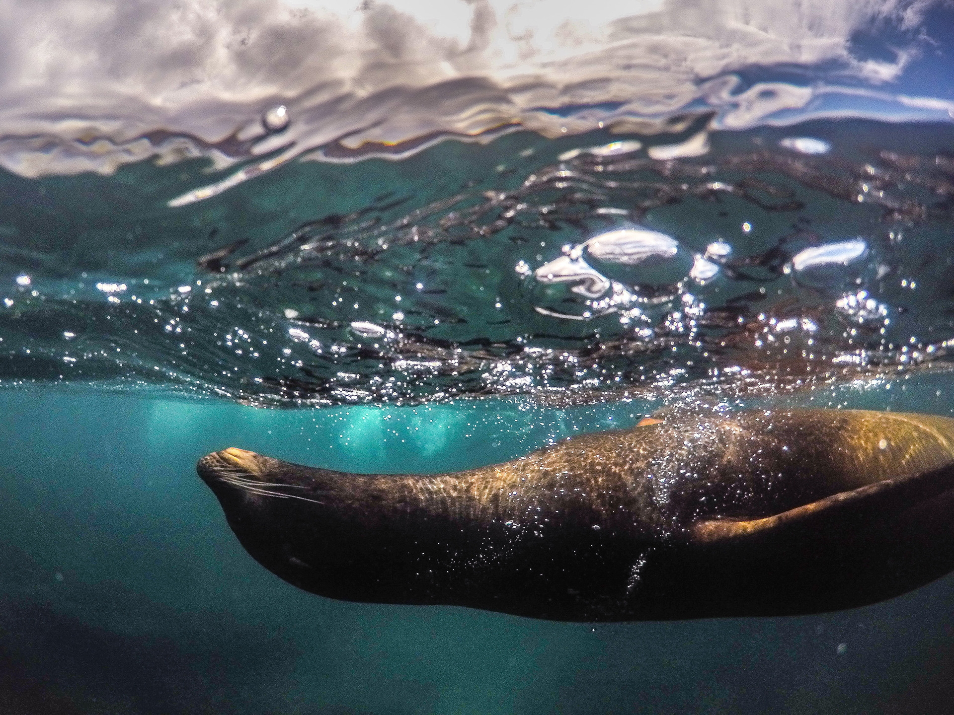 A brown sea lion swimming just under the sea surface