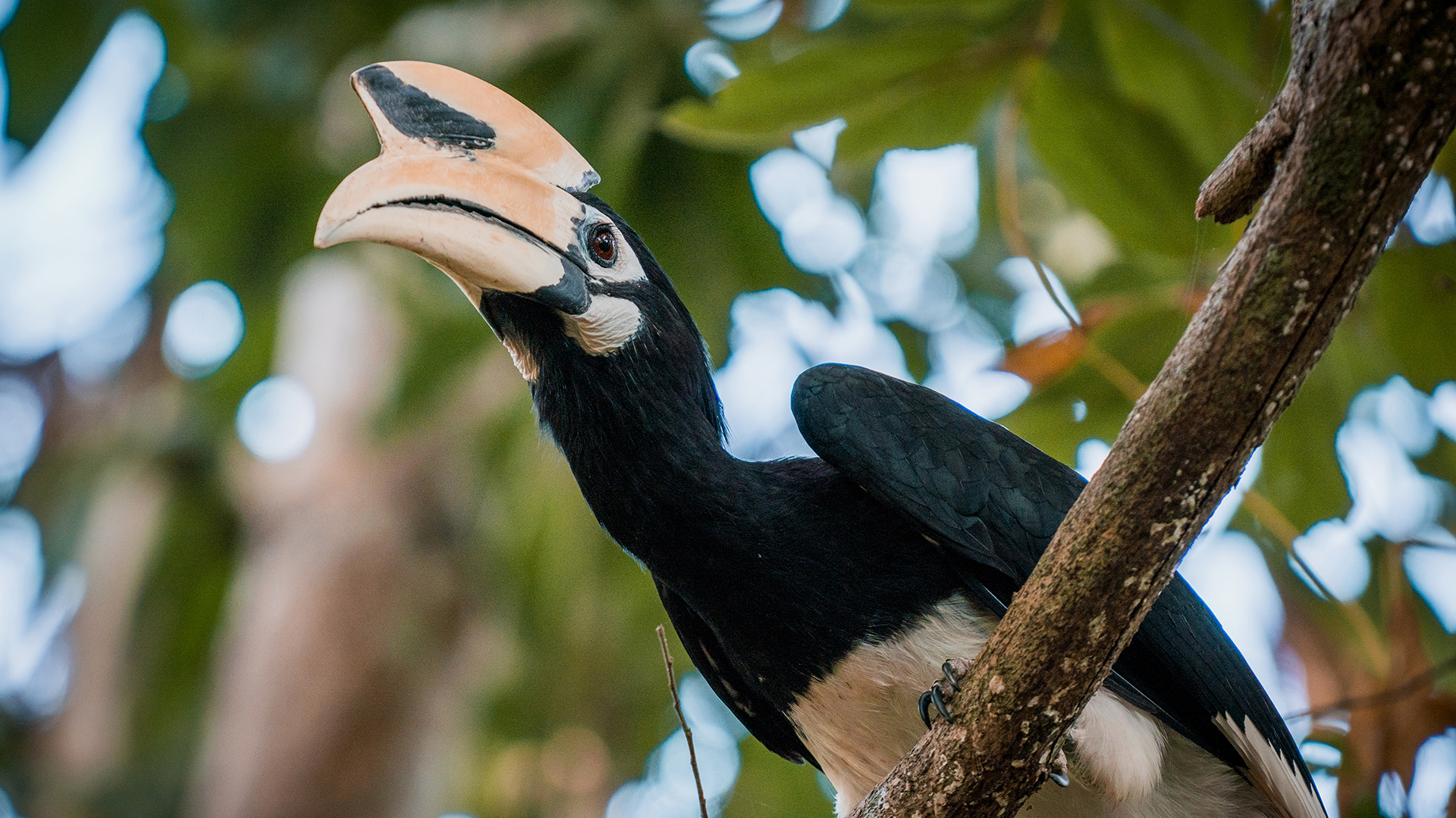 Worldwide, Thailand, Koh Yao Noi, Six Senses Yao Noi, Hornbill