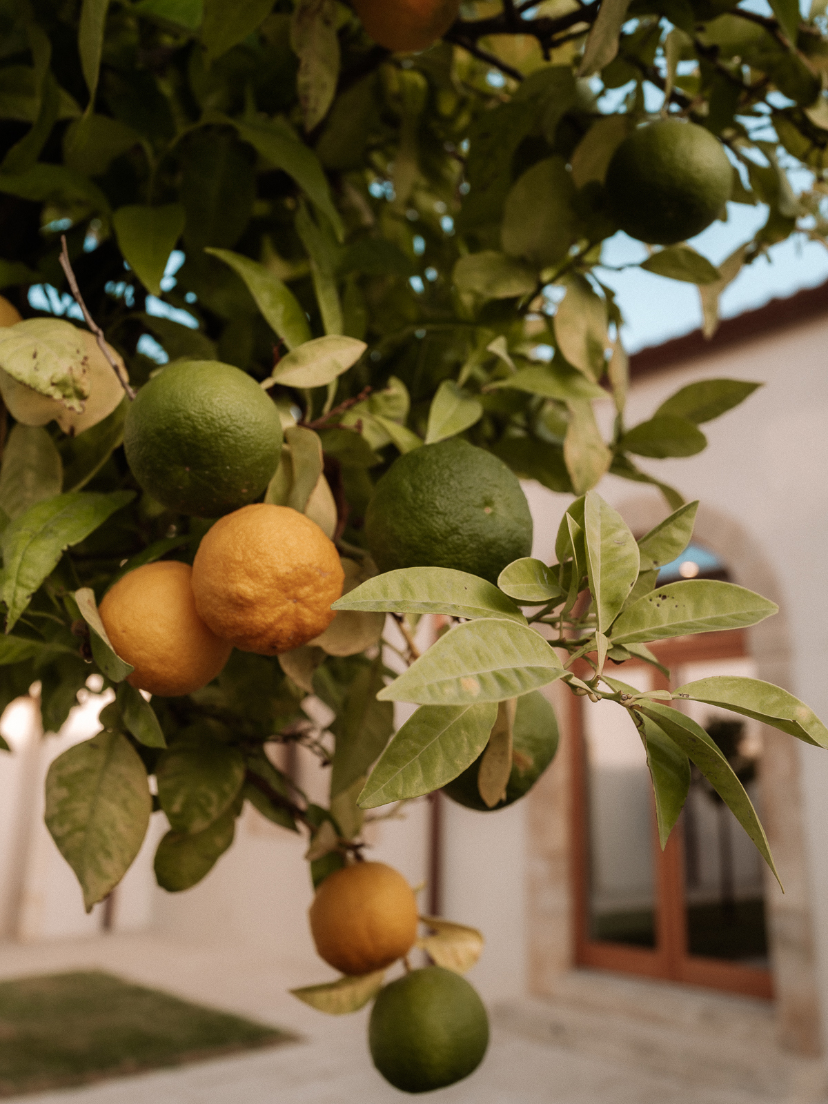 Close up of a lemon tree with ripe and unripe lemons and a building blurred in the background