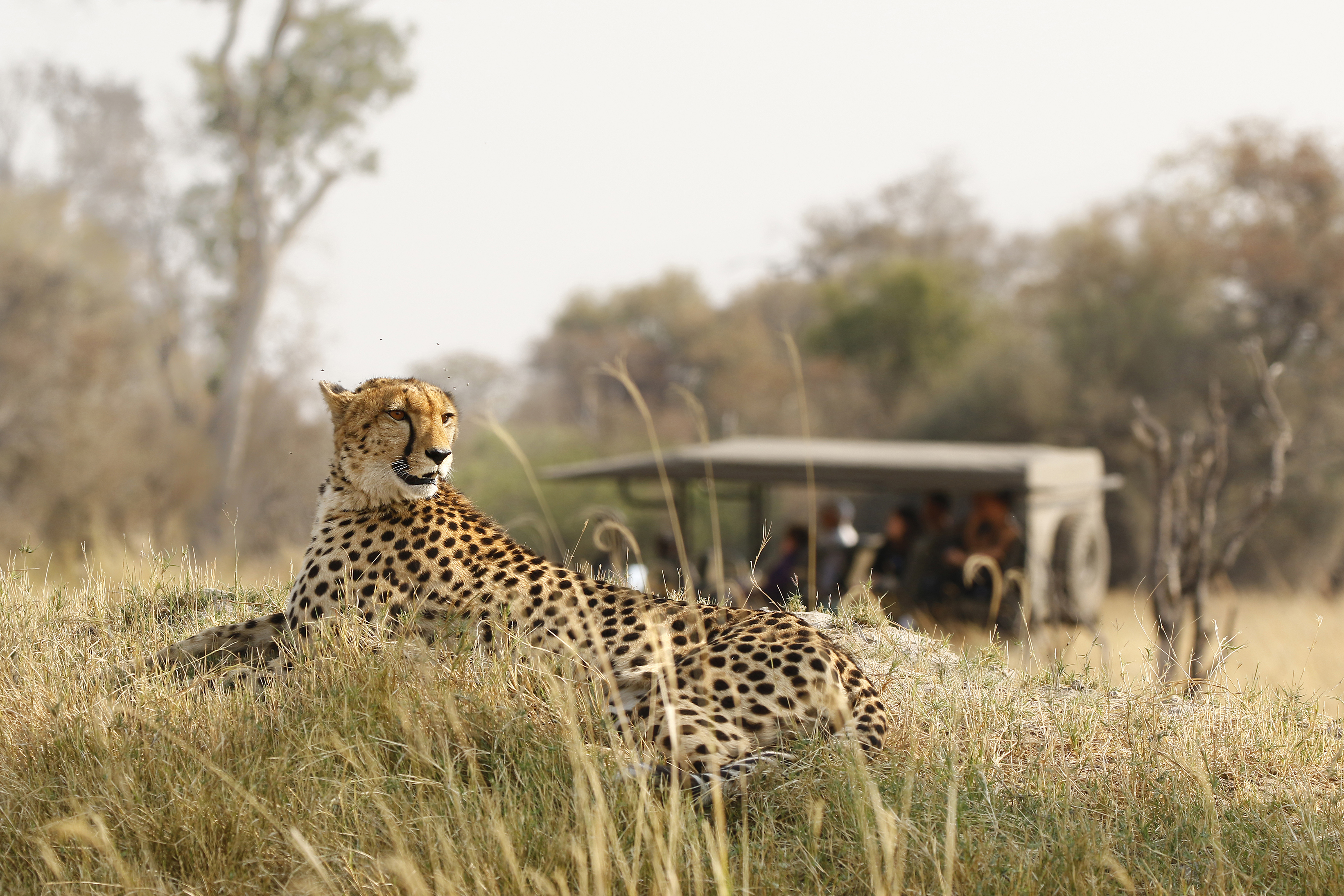 Cheetah resting on a mound with jeep of safari-goers behind