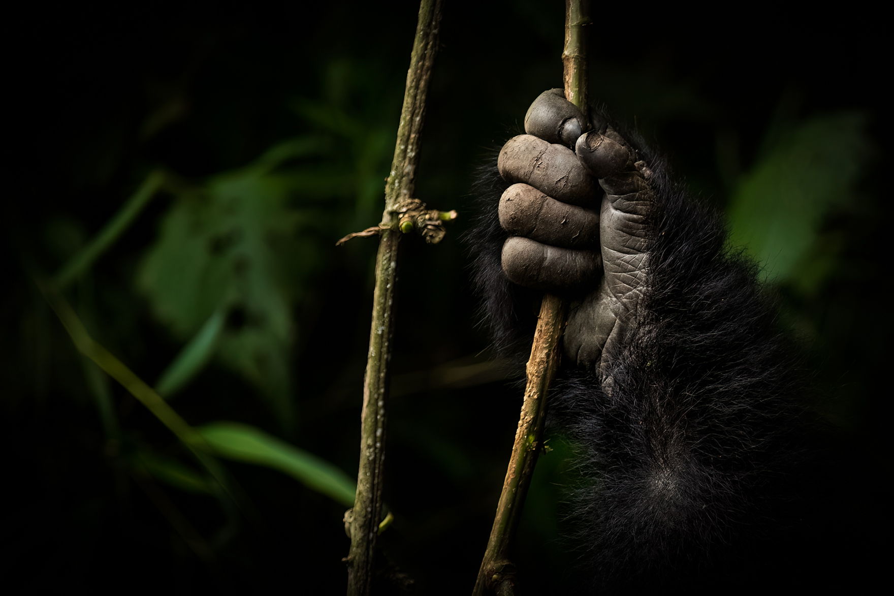 Africa, Rwanda, Singita Volcanoes National Park, Gorilla Hand Closeup