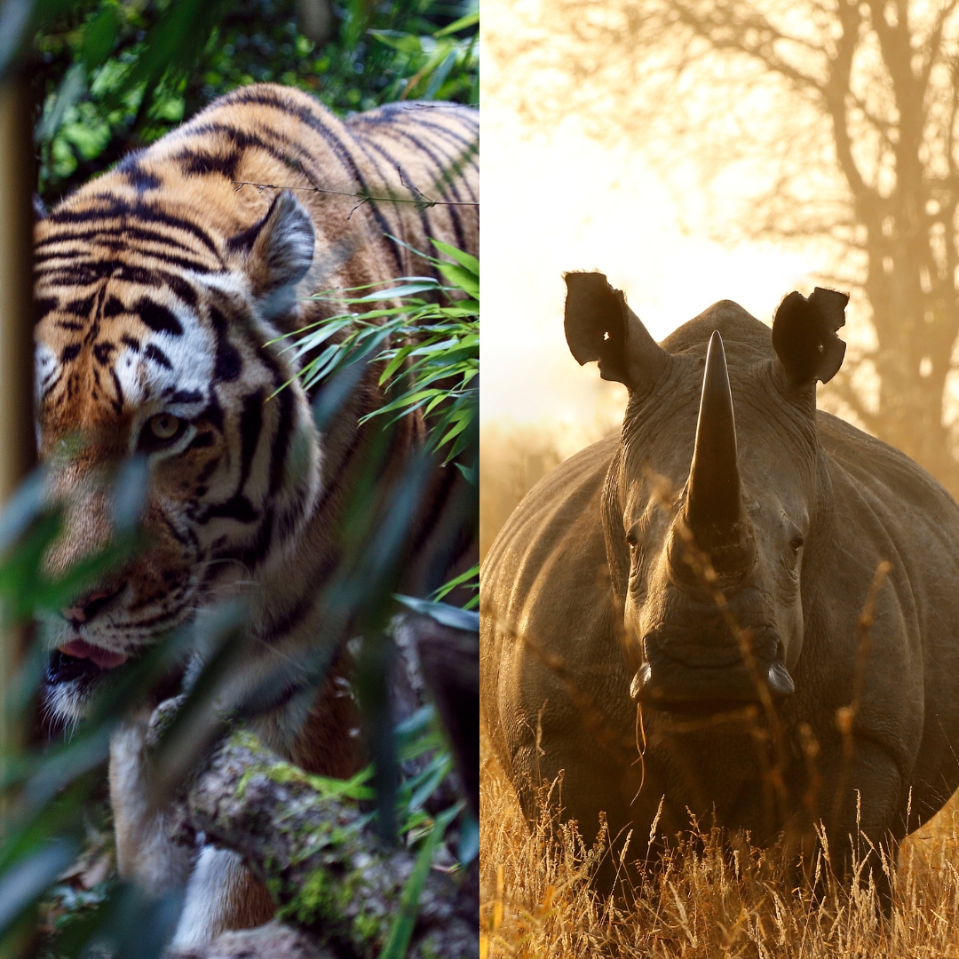 Side by side images of a tiger and rhino