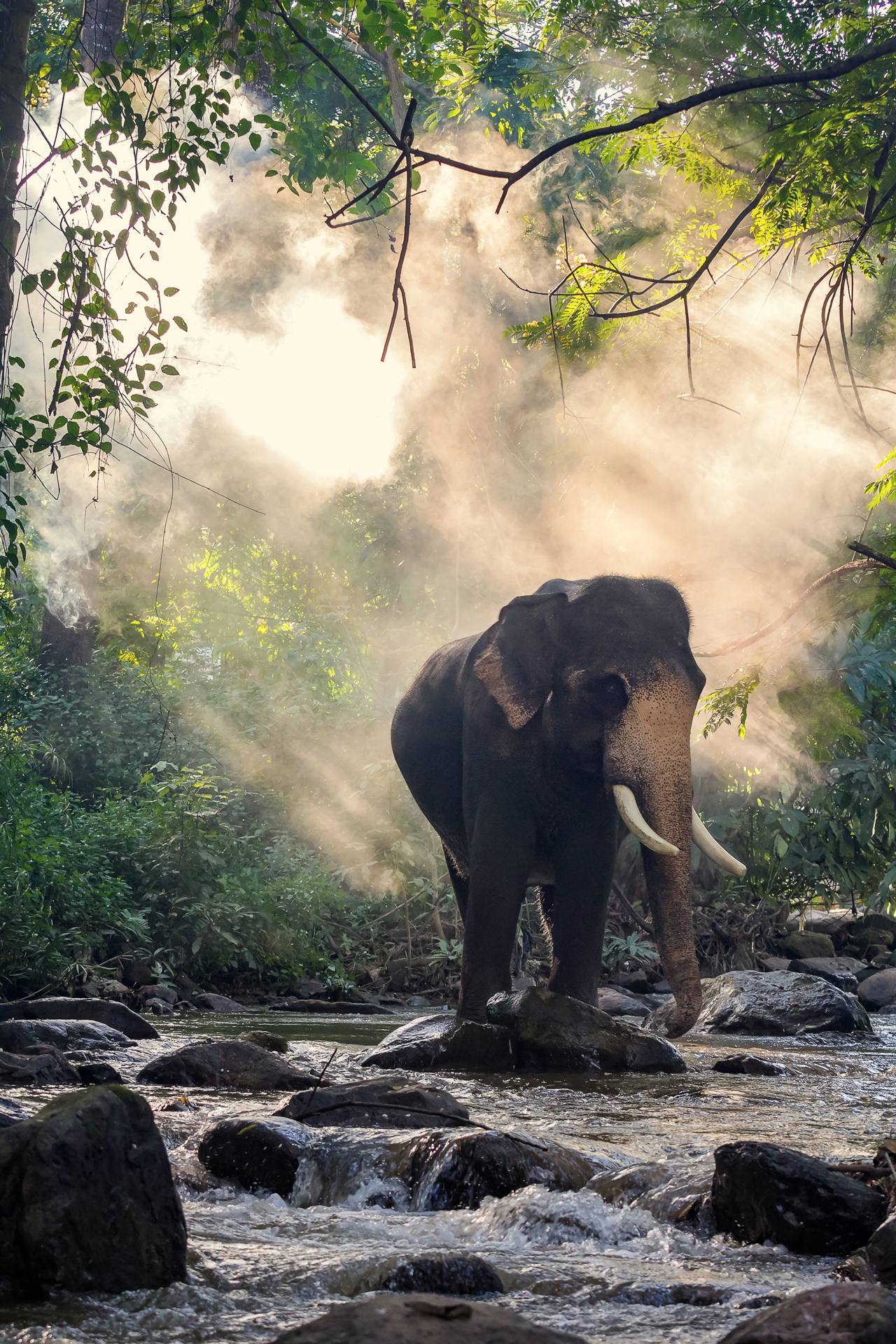 An elephant standing in a rocky shallow river