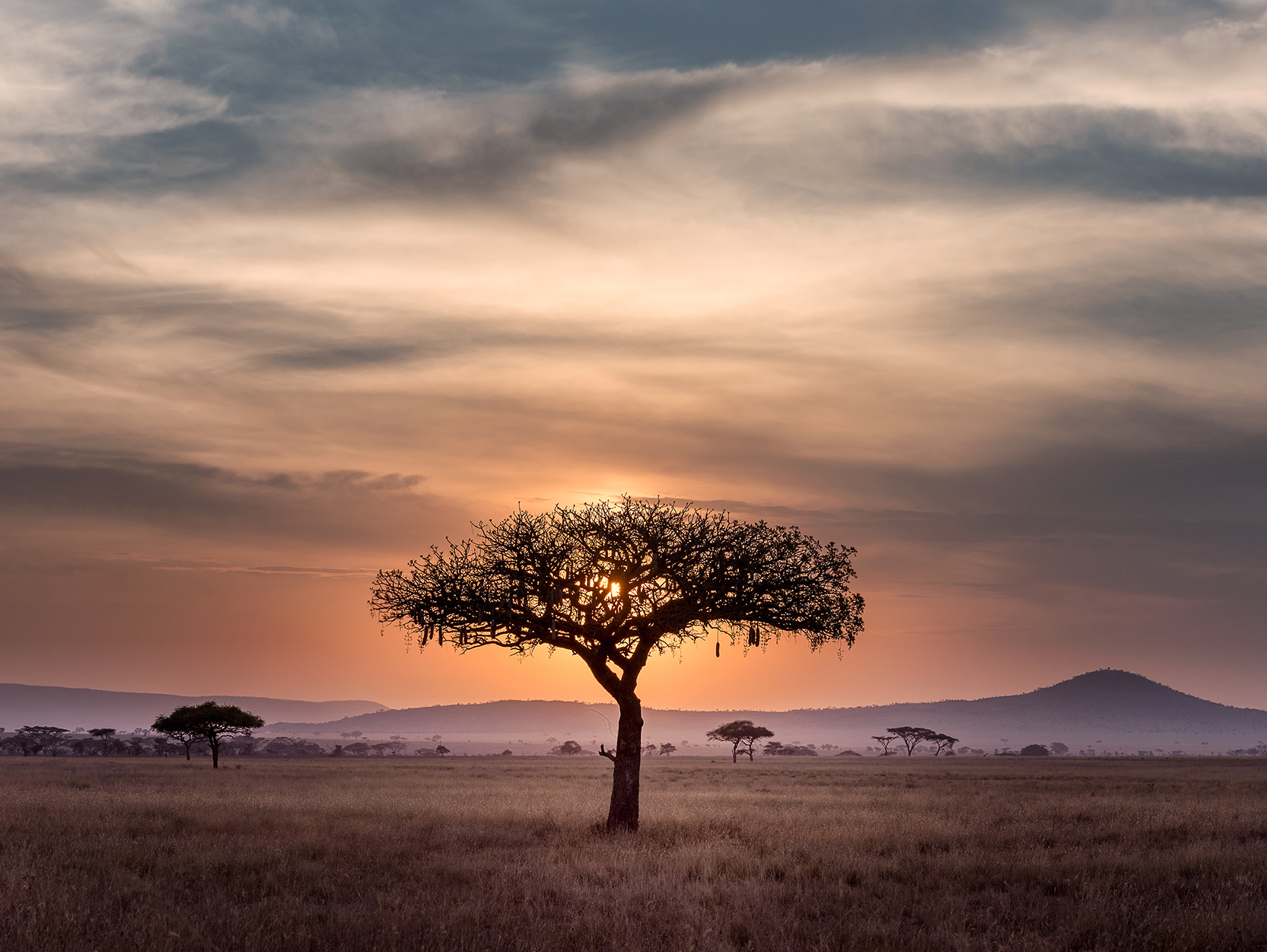 The sun sets behind a tree in the Serengeti