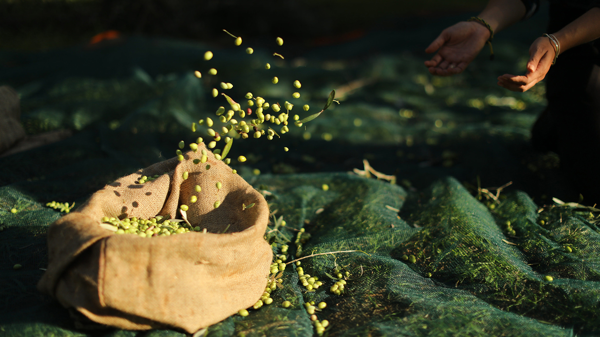 Europe, Greece, The Westin Resort Costa Navarino, Olives