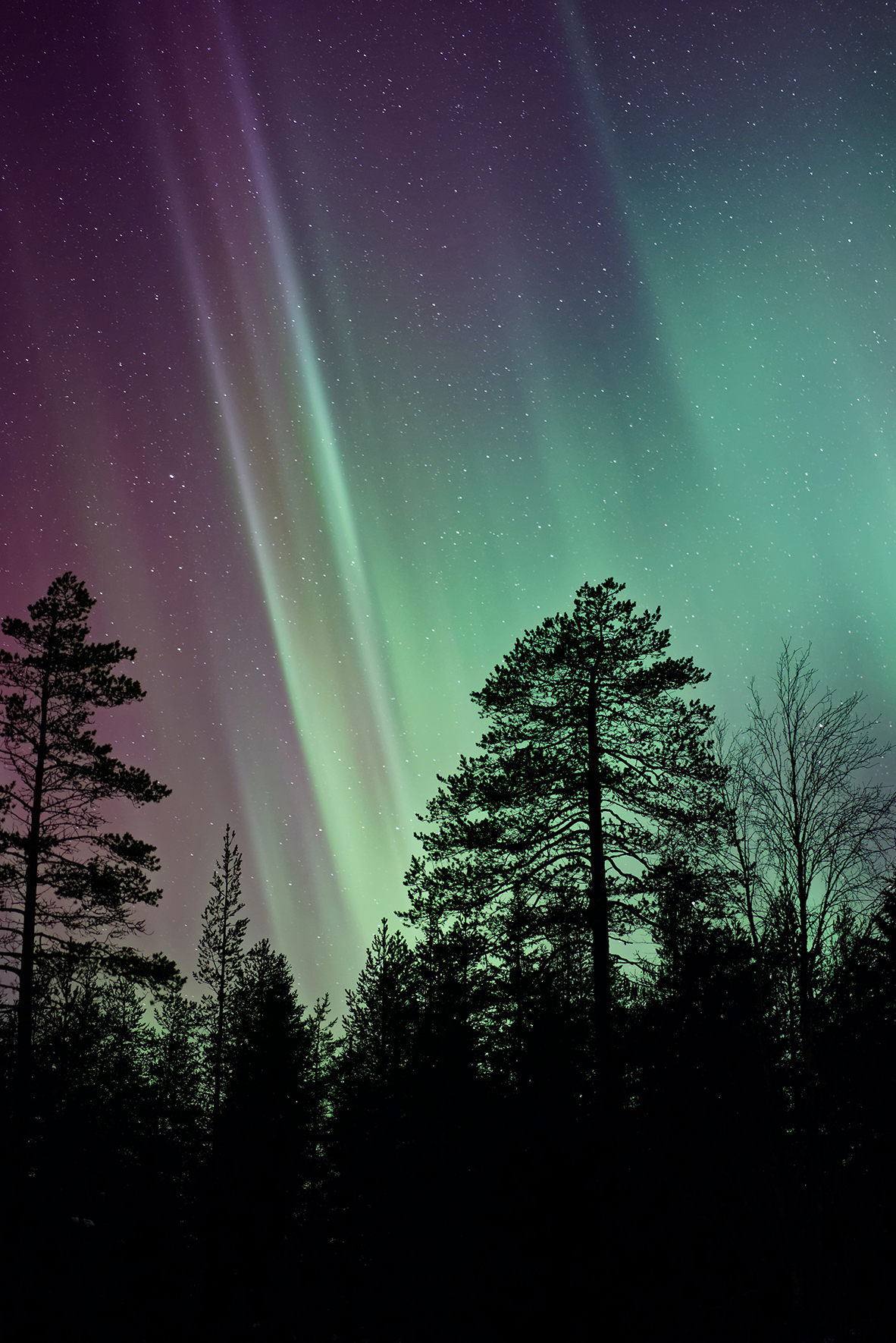 Silhouette of trees against a backdrop of the Northern Lights