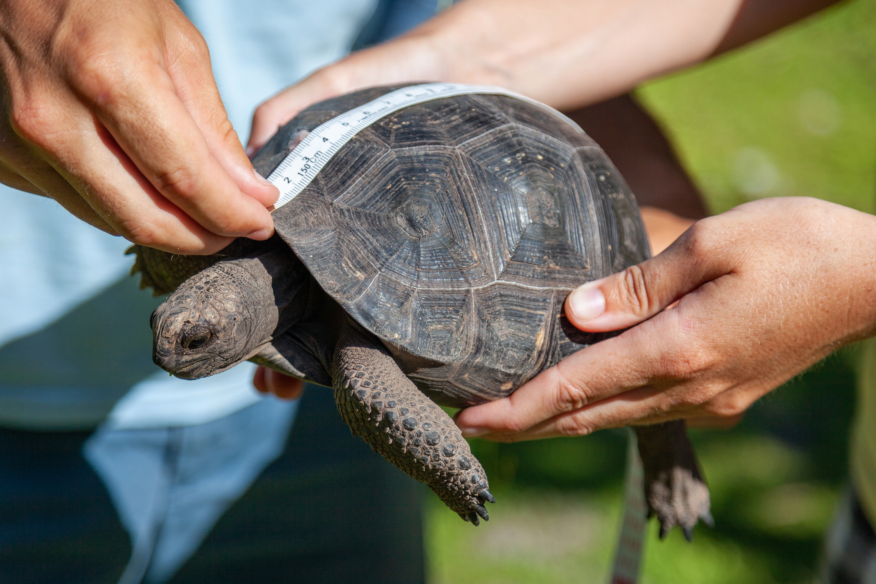 Two people measuring a small tortoise with a white tape measure
