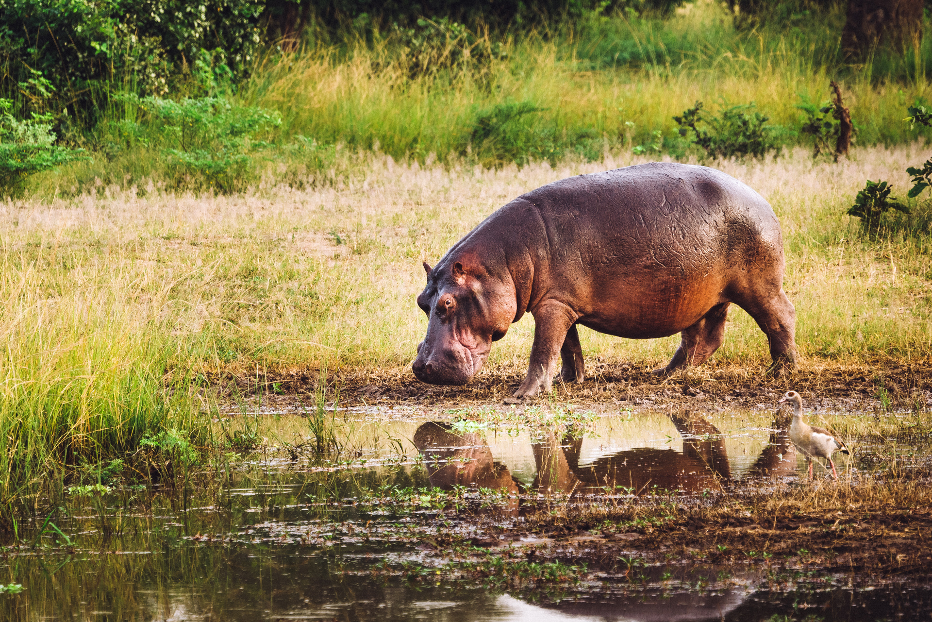 Hippo walking near water with its head near the ground