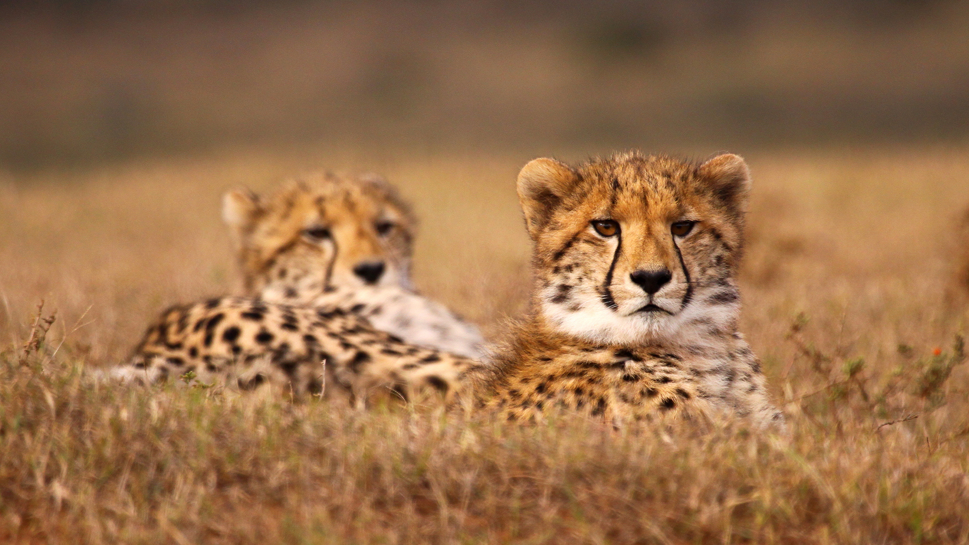 Africa, South Africa, Bayethe Tented Lodge at Shamwari Private Game Reserve, Wildlife