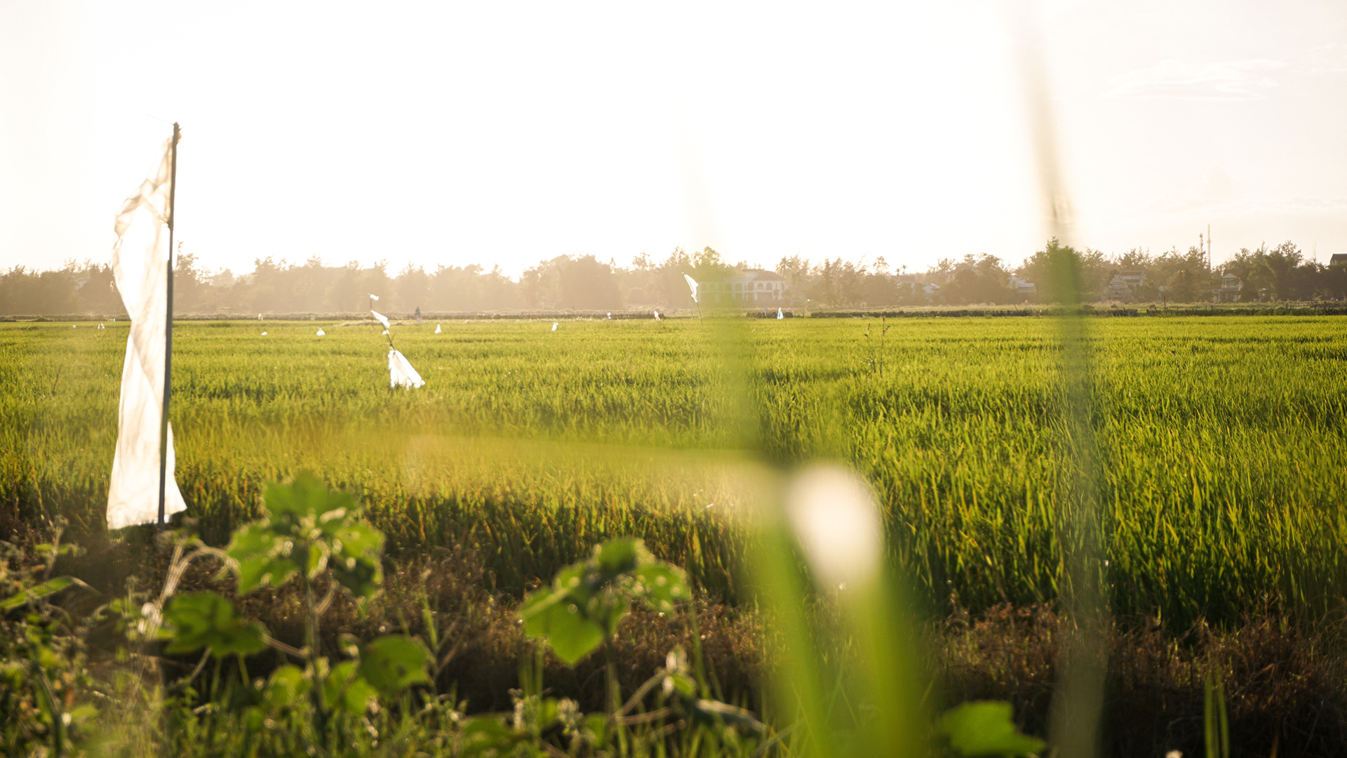 Green grass field under white sky during daytime