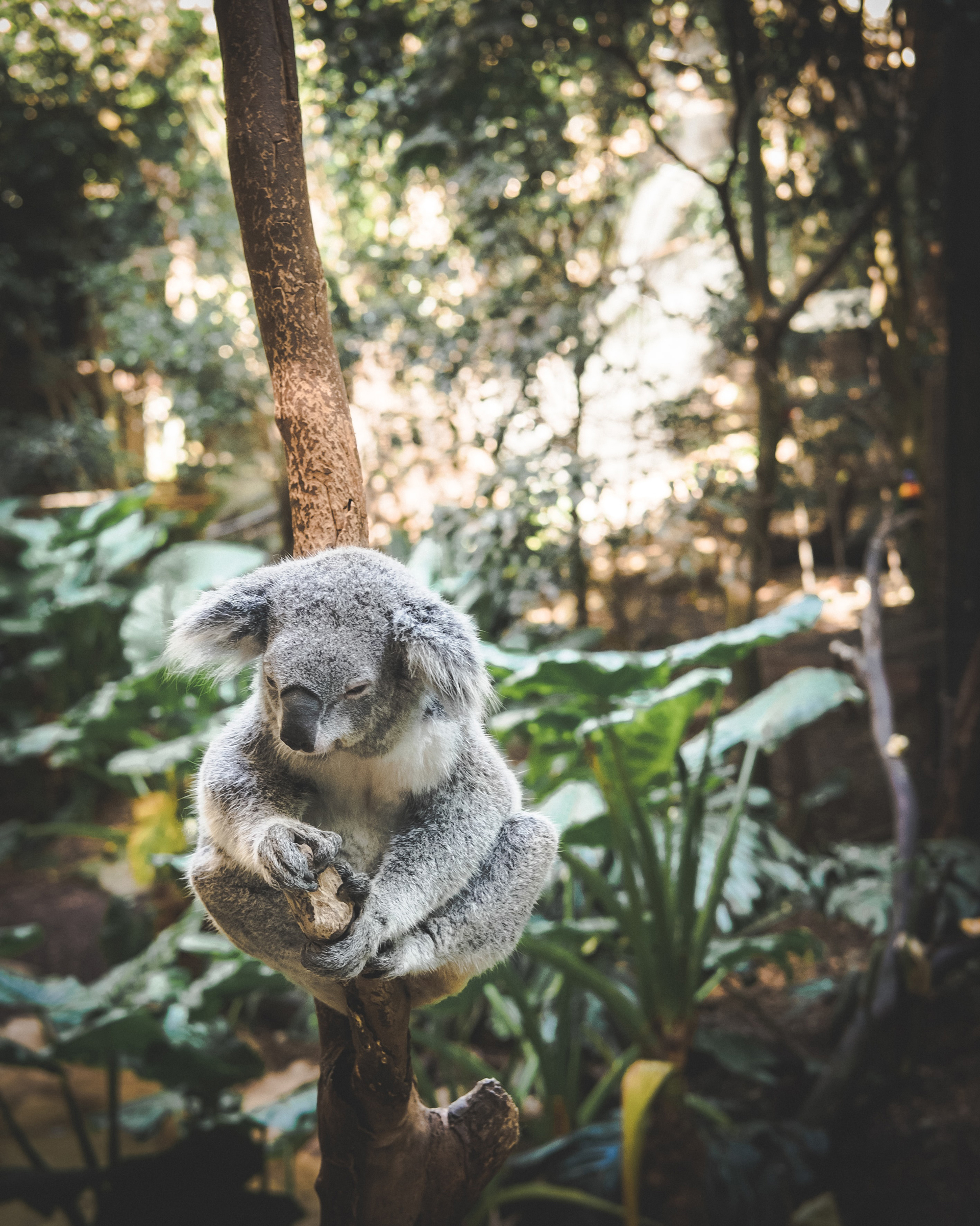 A koala sat on a small branch in a tree