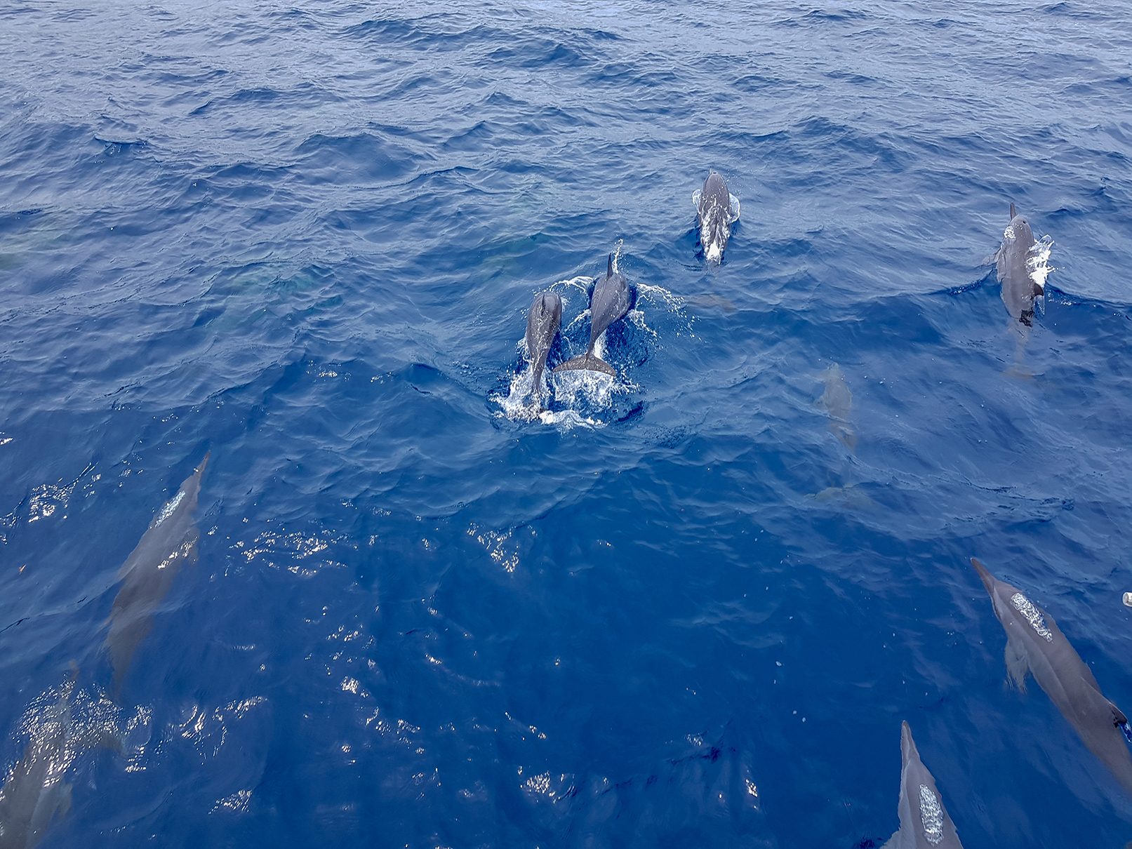 Pod of dolphins diving through water from above