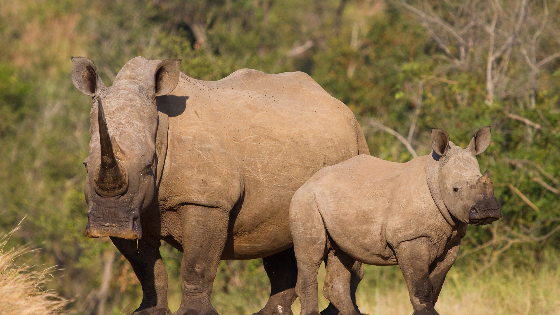 An adult rhino and its child stand in a savannah