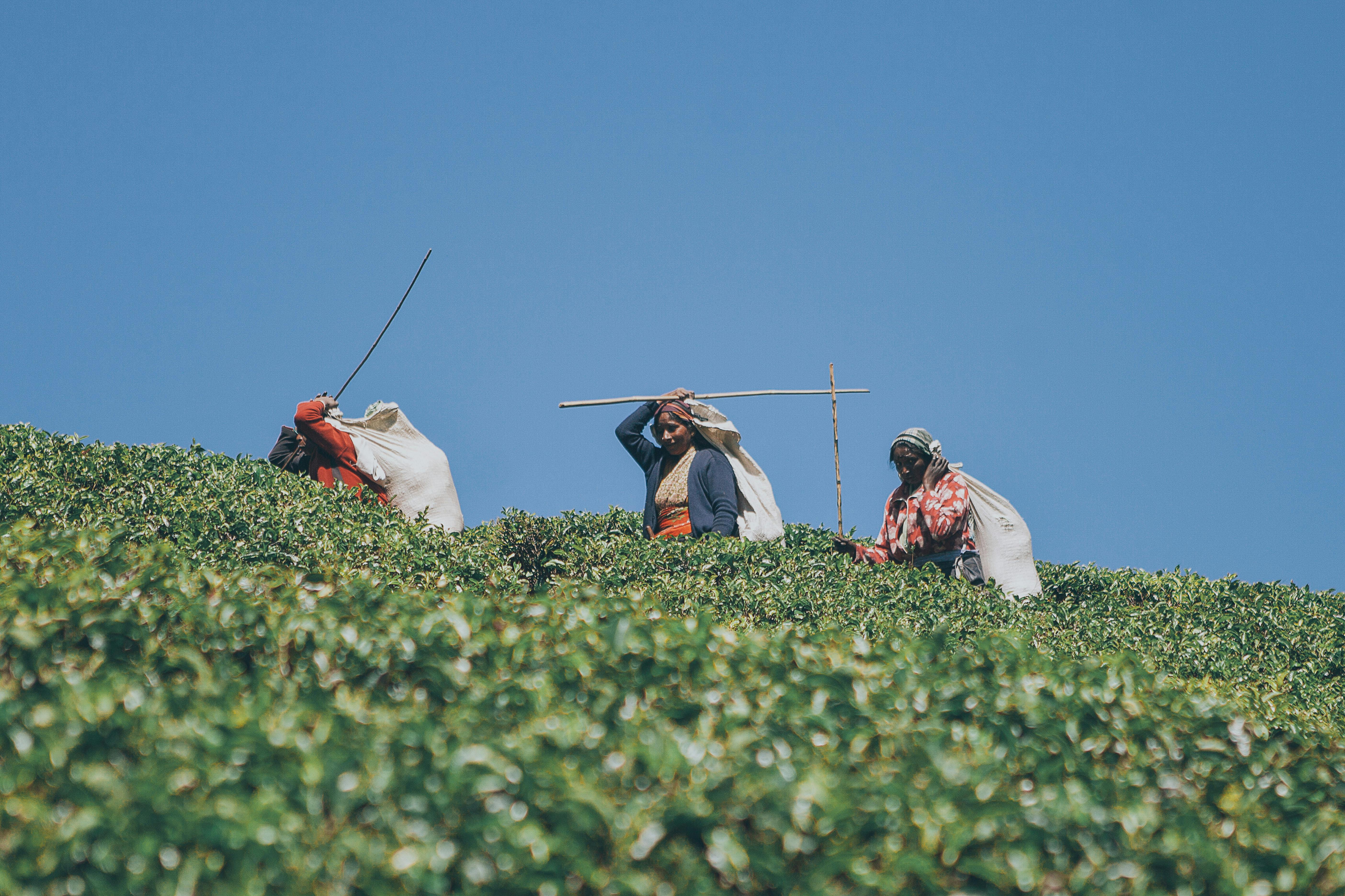 Three tea planters working in a field under a clear blue sky