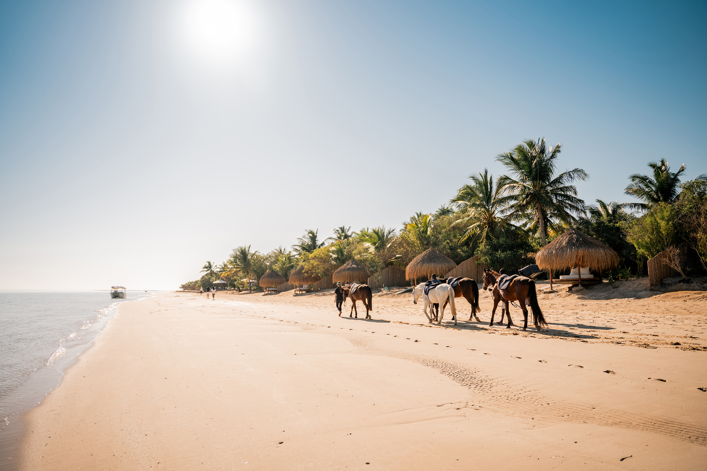 Four horses being led down a soft sandy beach in front of thatched sun lounger cabanas