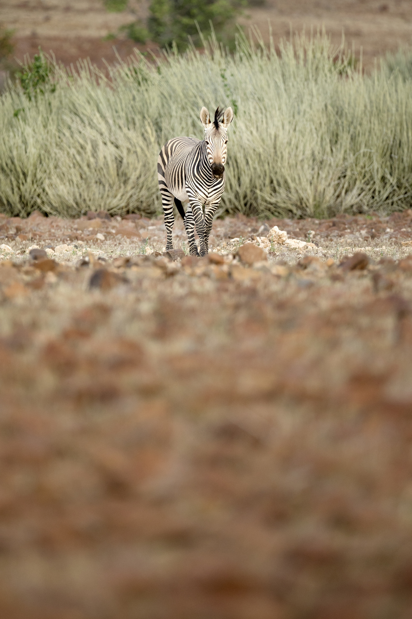 A zebra stands in a rocky, arid landscape with tall grass and shrubs in the background.