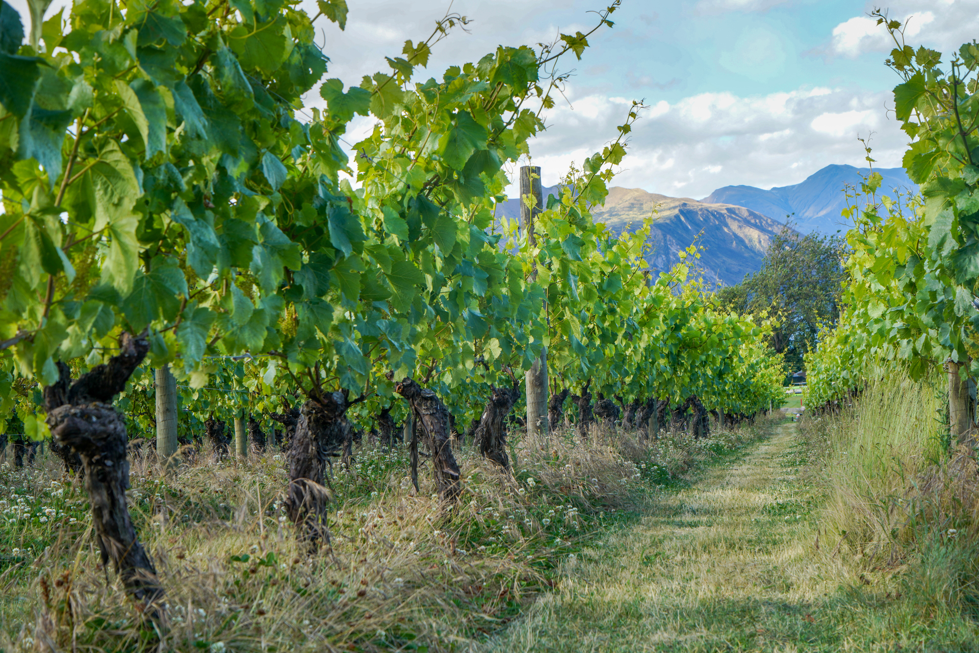 The vineyard view at Lake Wanaka In New Zealand