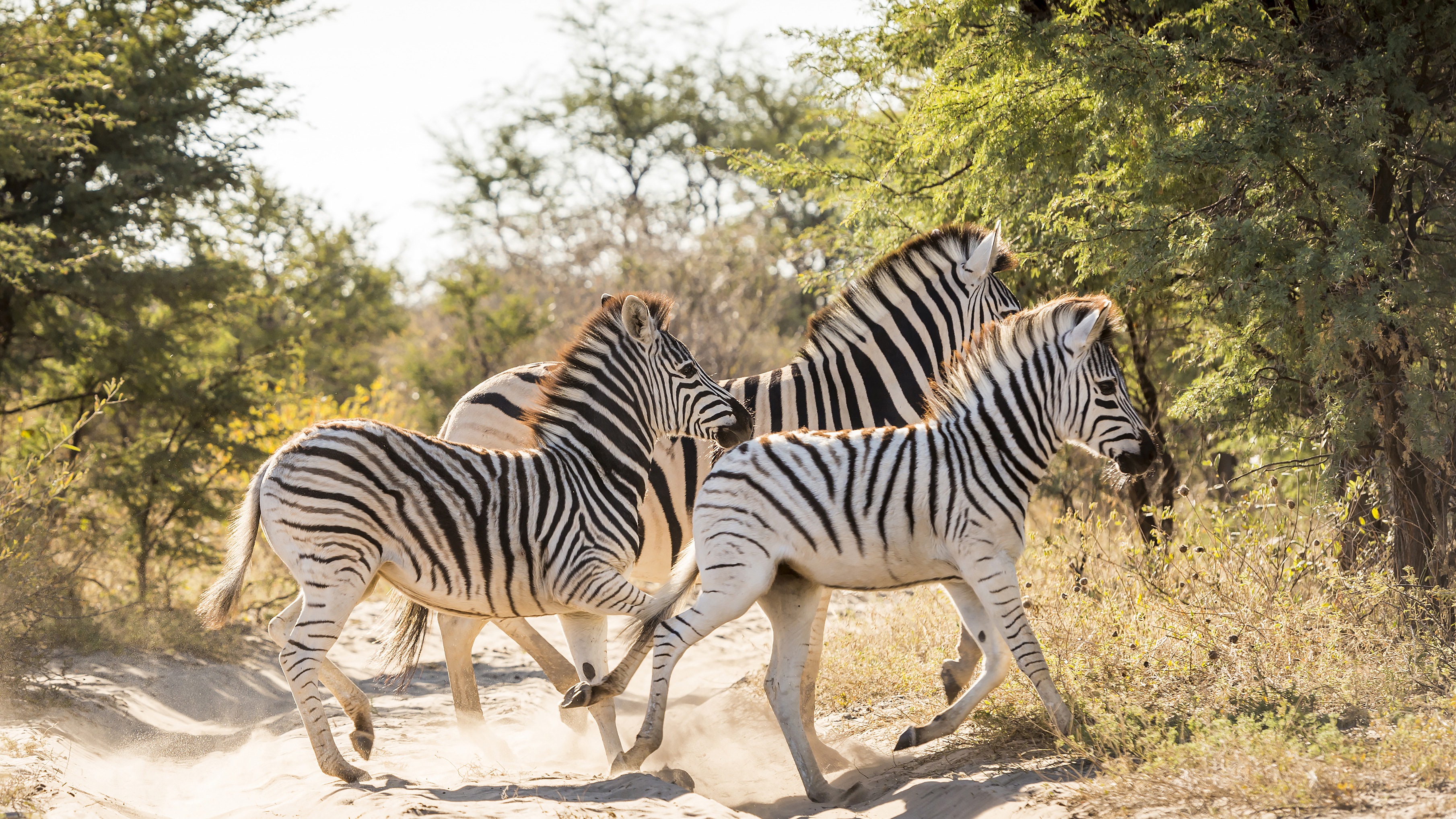 Three zebras crossing a dirt path