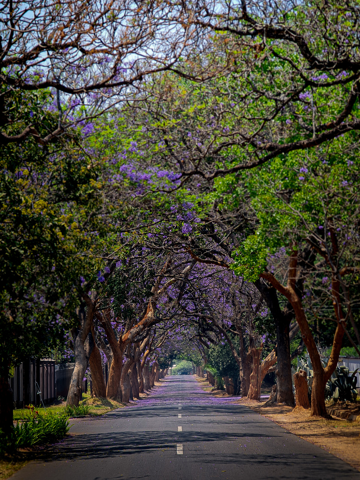 Africa, Zambia, road lined with purple flowering jacaranda trees in Lusaka