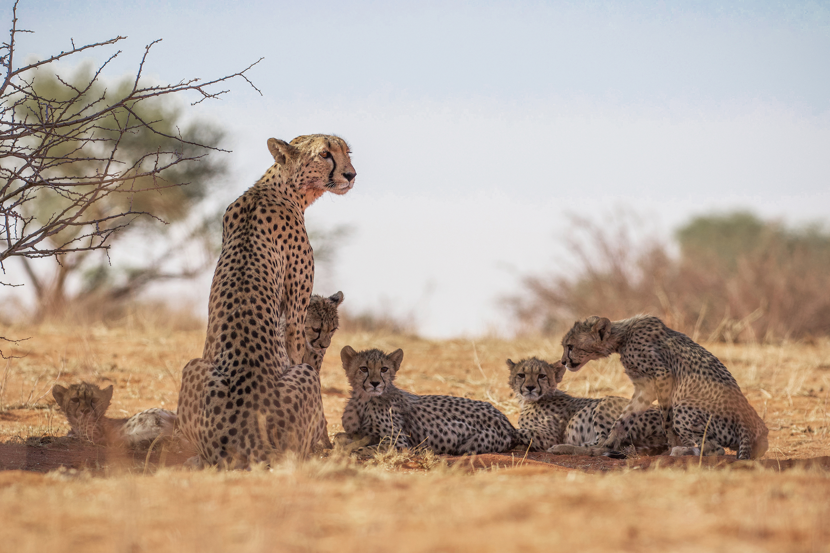 A cheetah family of a mother and five cubs lazing in the shade