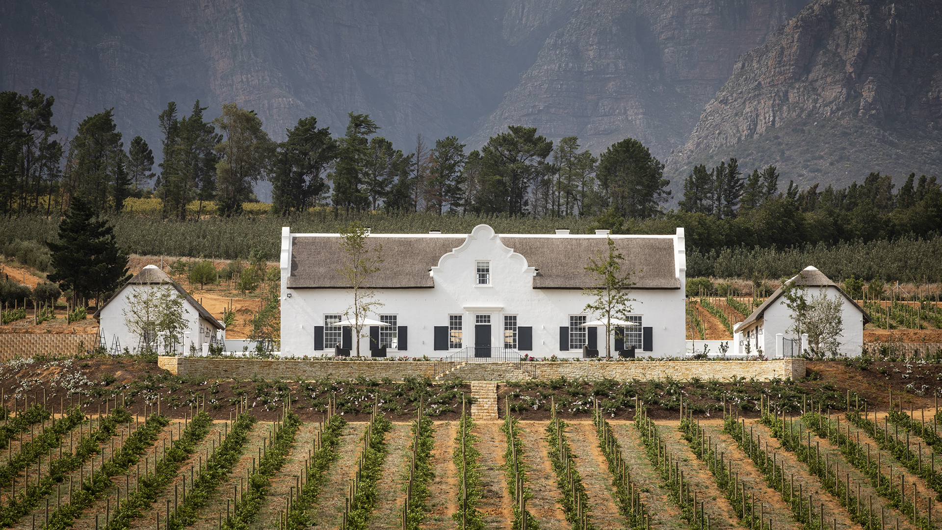  Africa, South Africa, Paarl, Brookdale Estate, Vineyard