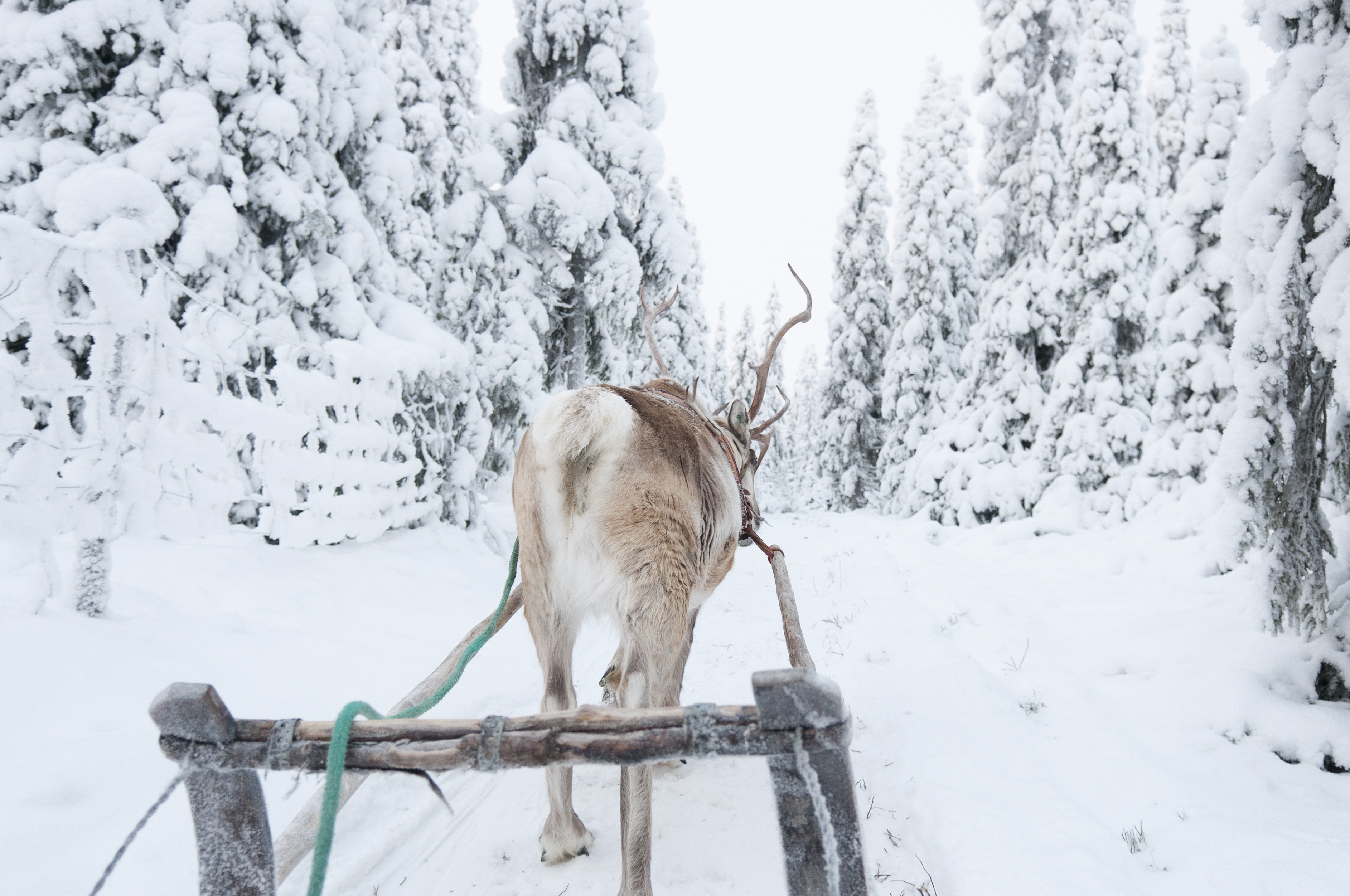 Reindeer pulling a wooden sled through a snowy forest