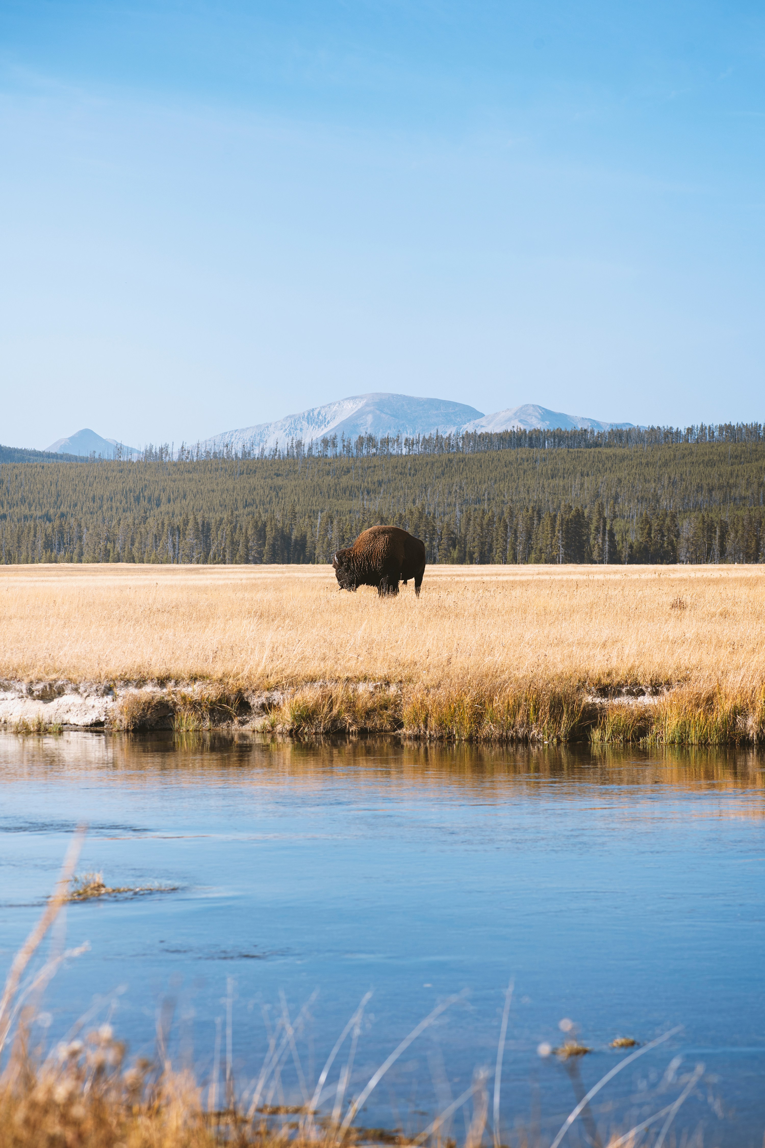 A lone bison grazing beside a river with mountains behind under a clear sky