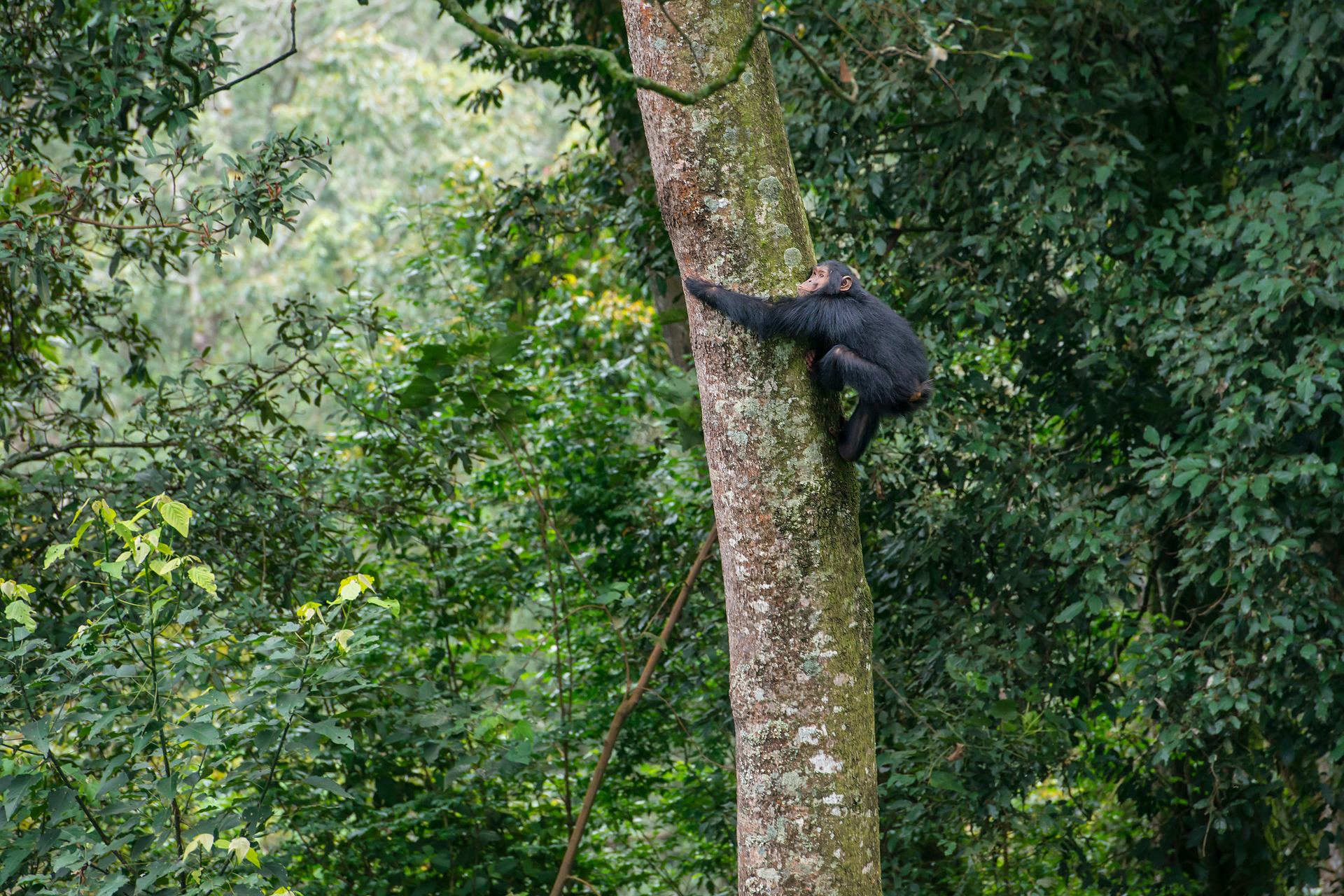 A small monkey climbing the trunk of a tree