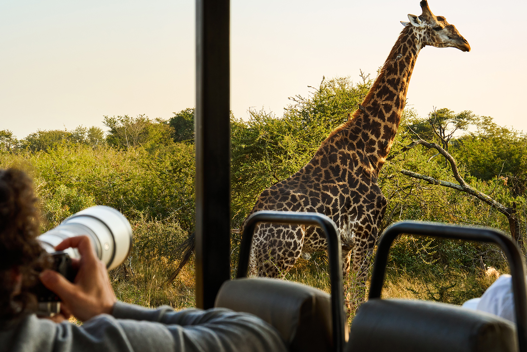 A photographer taking a picture of a giraffe from a game drive vehicle