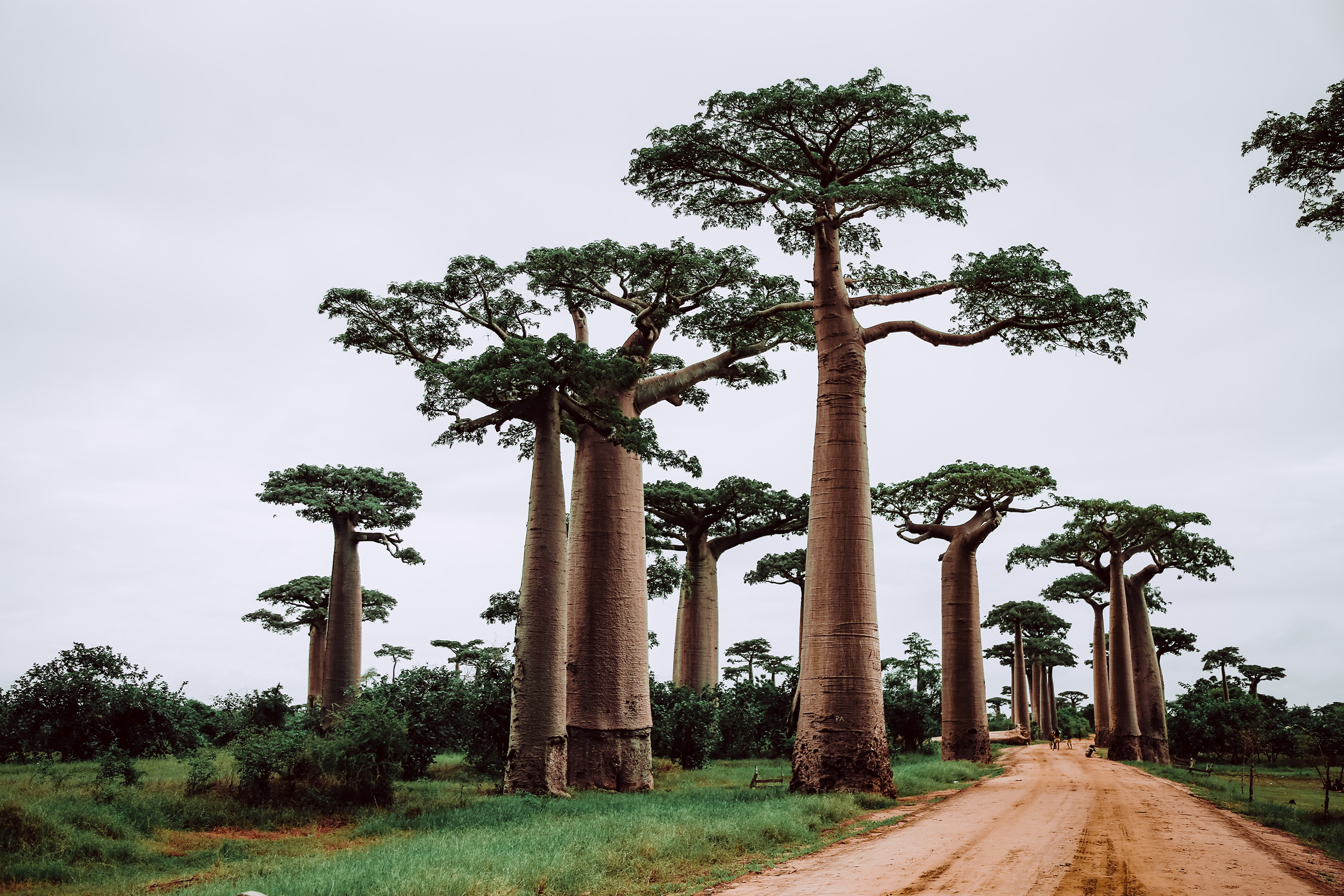 Baobabs trees lining dirt road in Madagascar on cloudy day
