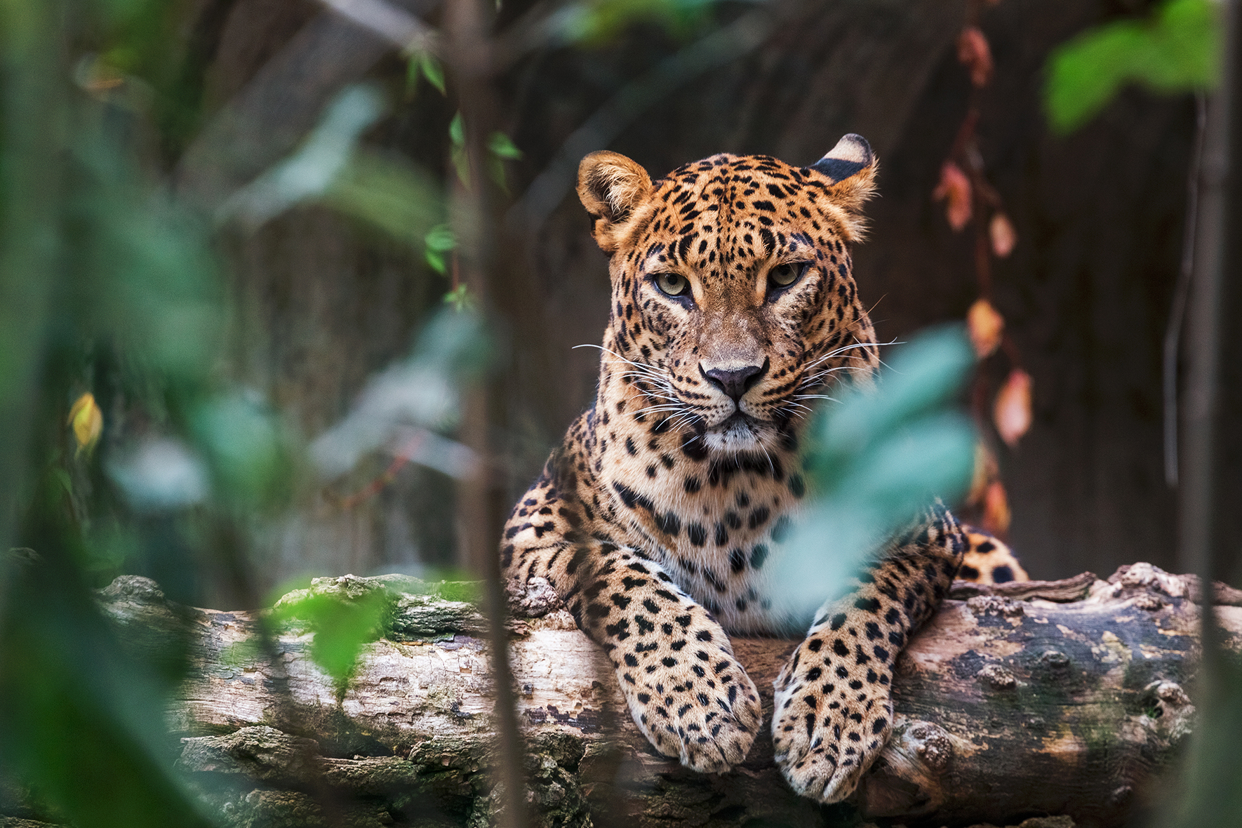 Asia, Sri Lanka, Leopard resting on a log looking directly ahead