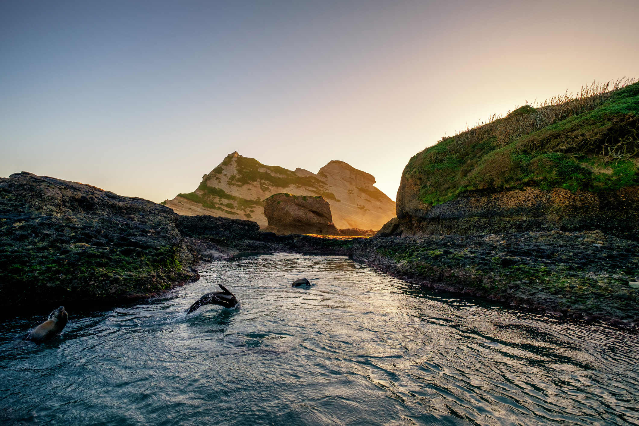 Seals playing in the water at Kaikoura in New Zealand