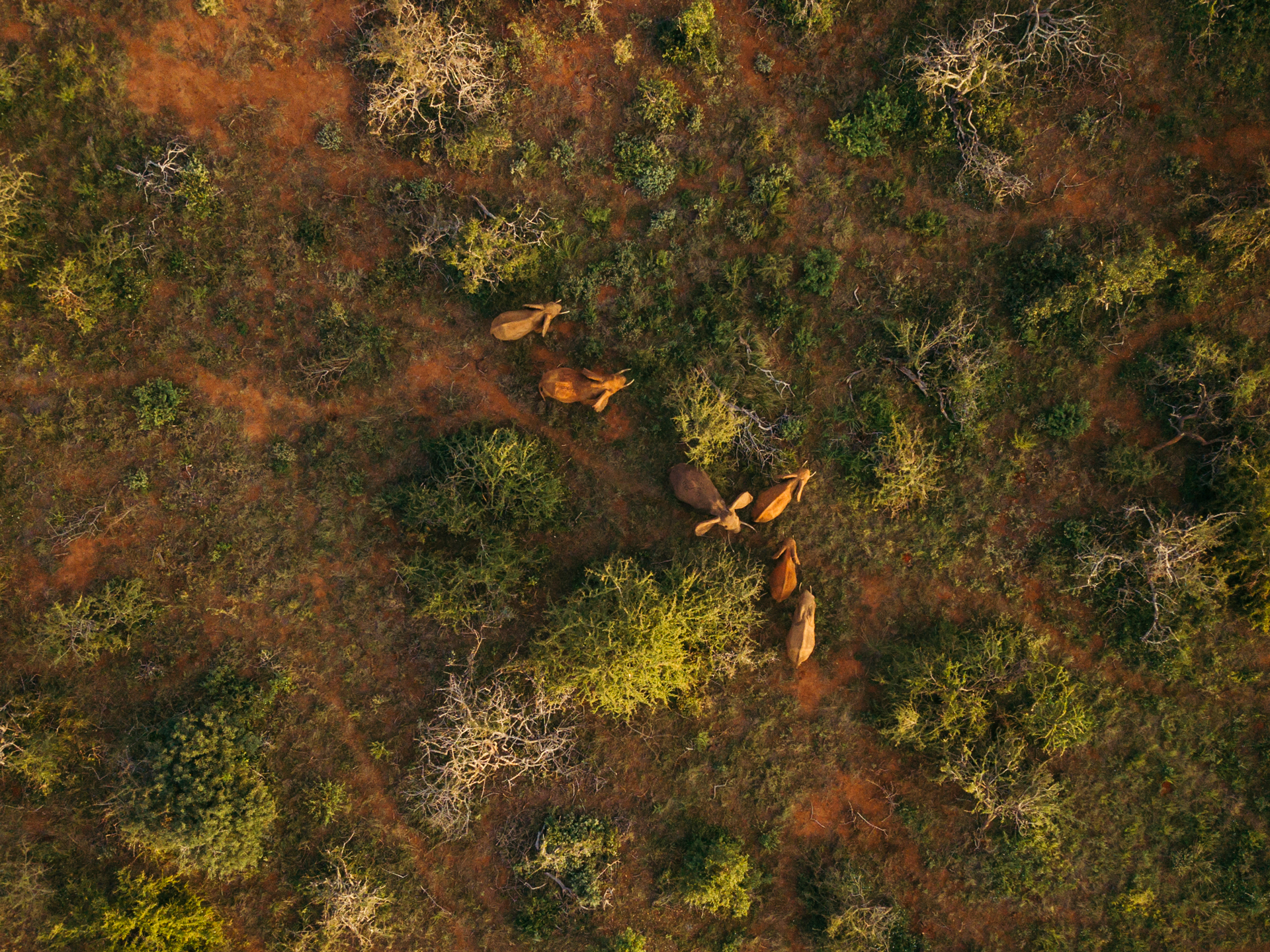 African Elephants in Kenya Aerial View