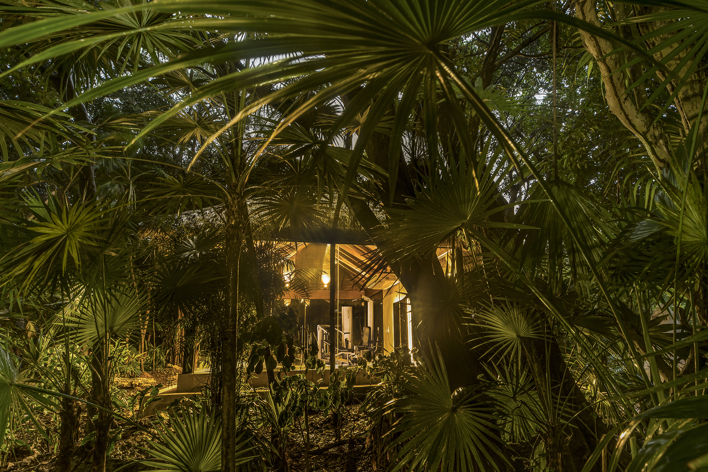 A mass of palm fronds with a glimpse of a glass-walled gym lit up at night in the background