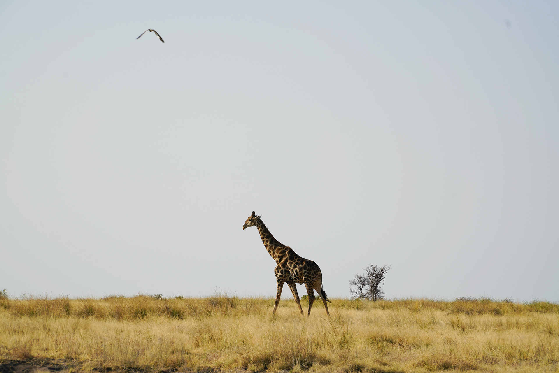 Giraffe standing on brown grass field