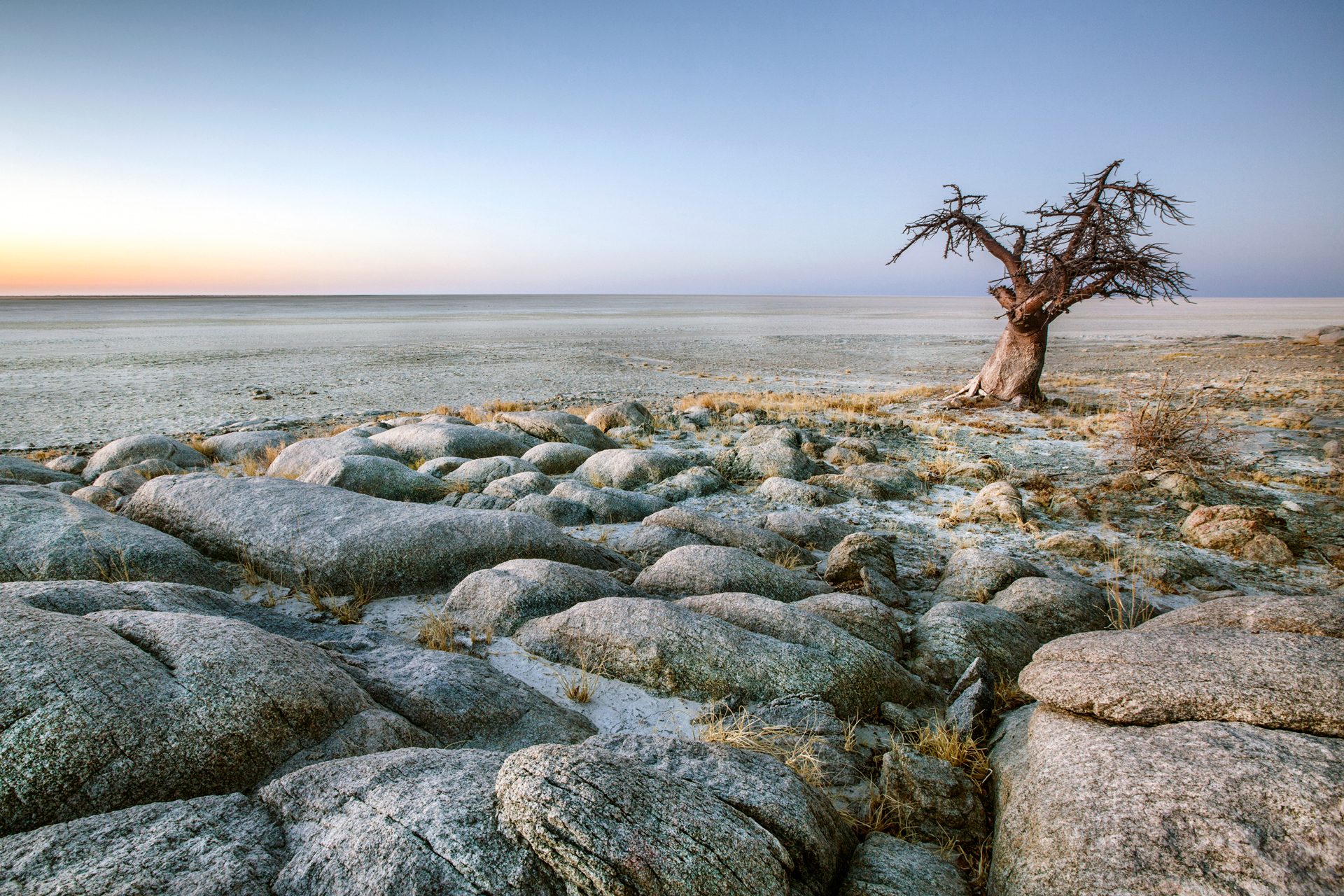 A rocky desert landscape with a dead tree
