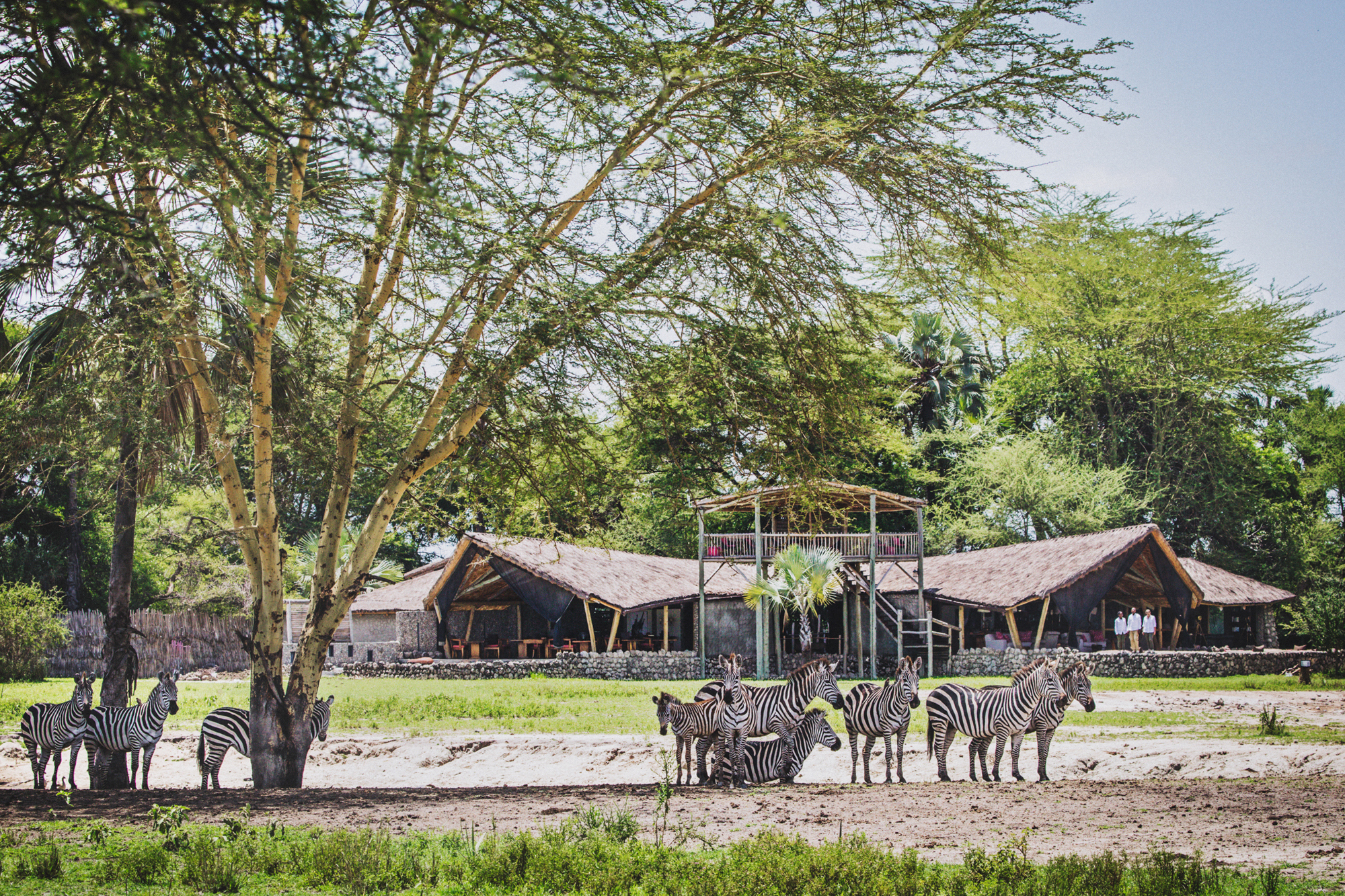 Zebras sheltering under a tree in fron of Chem Chem Lodge
