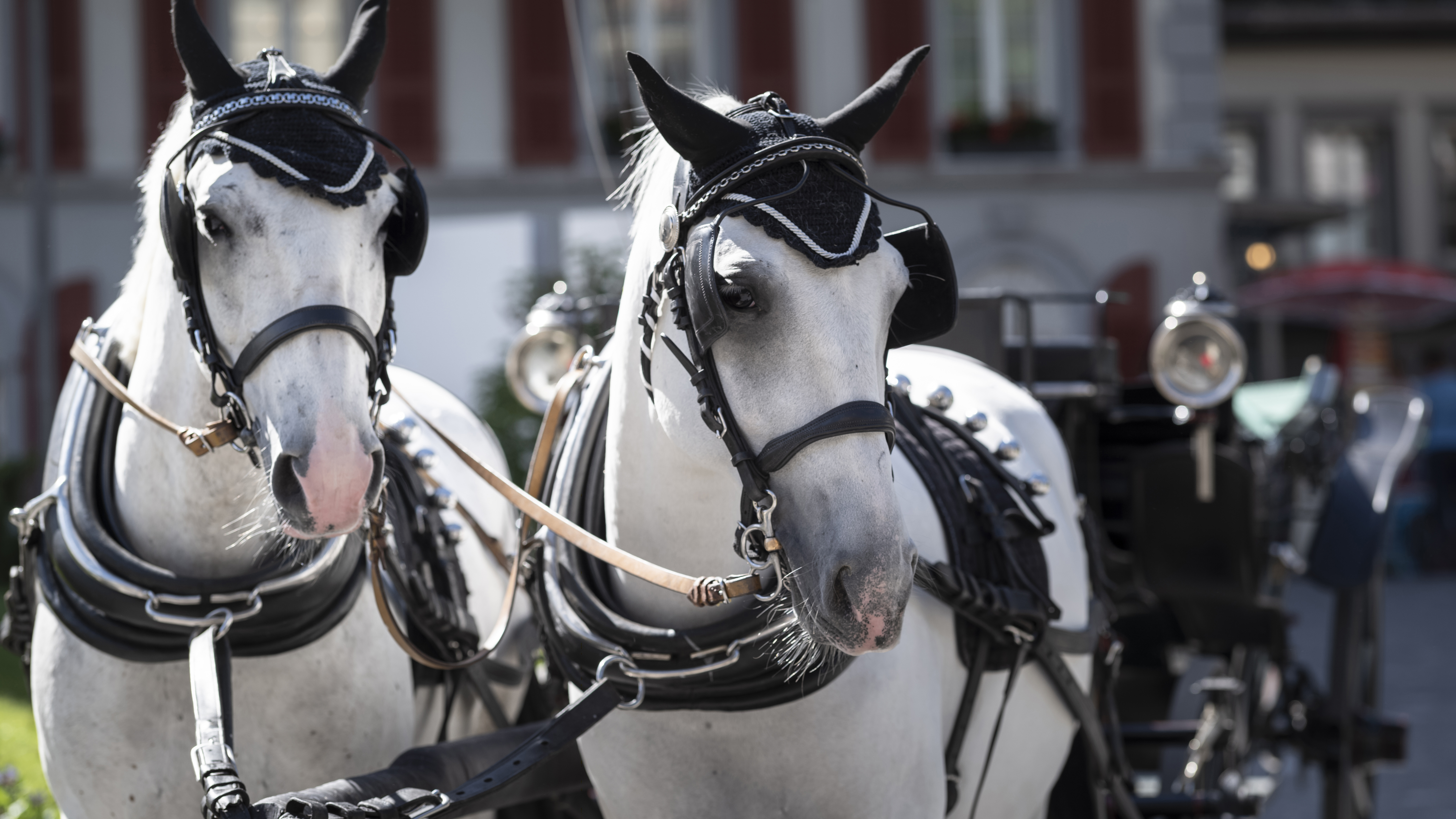 Two white horses ready to pull a grand carriage