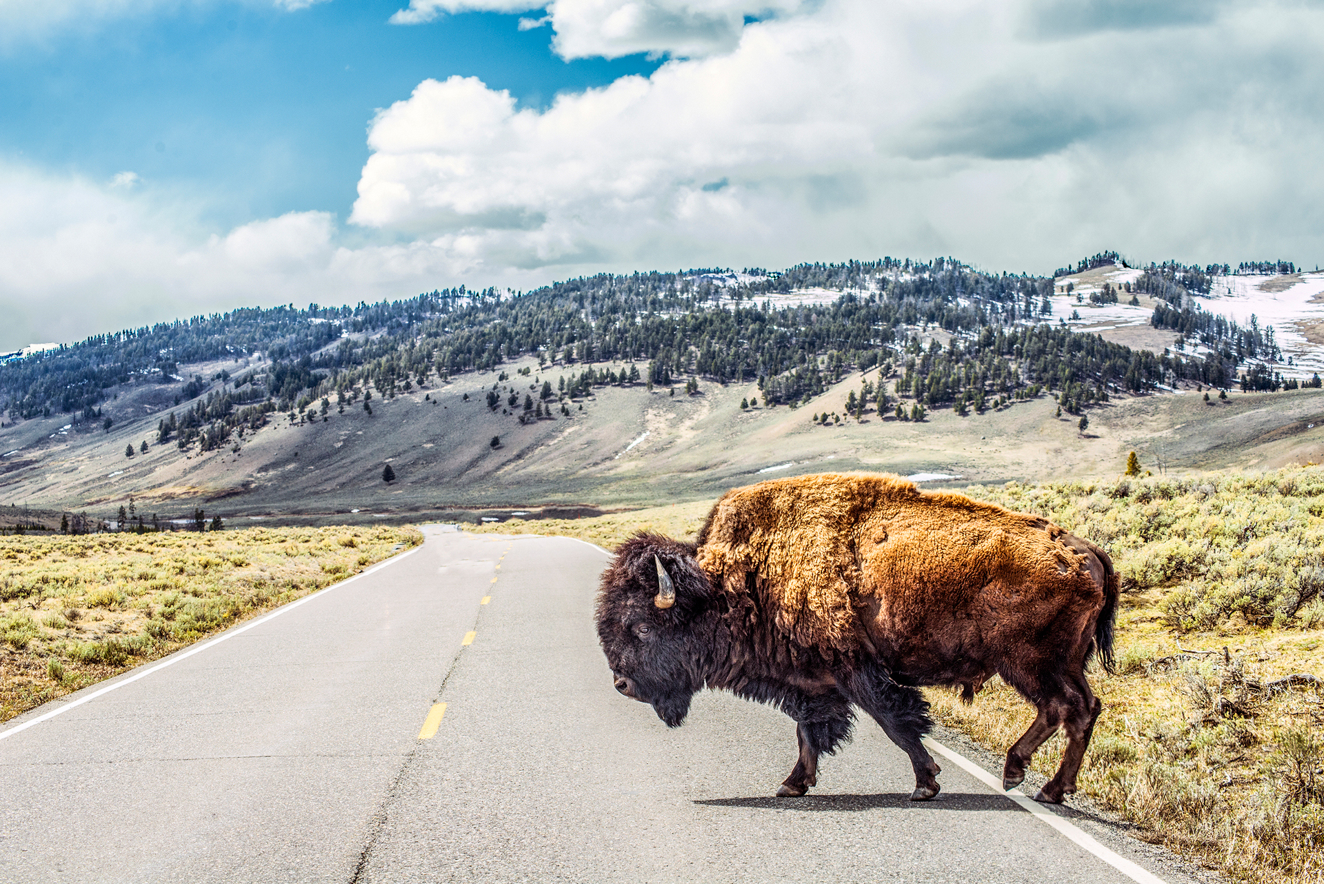 A large bison crossing an empty road with trees on snow capped hills in the background