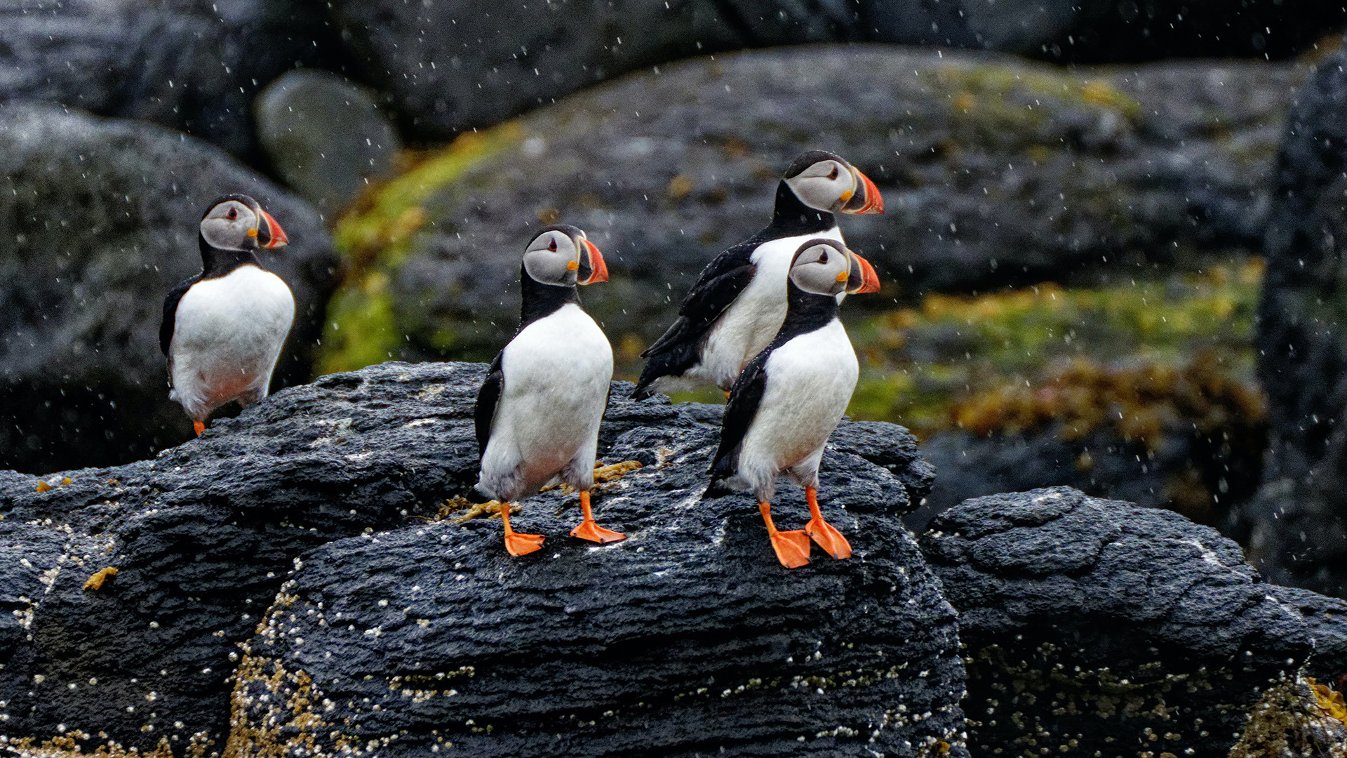 Puffins