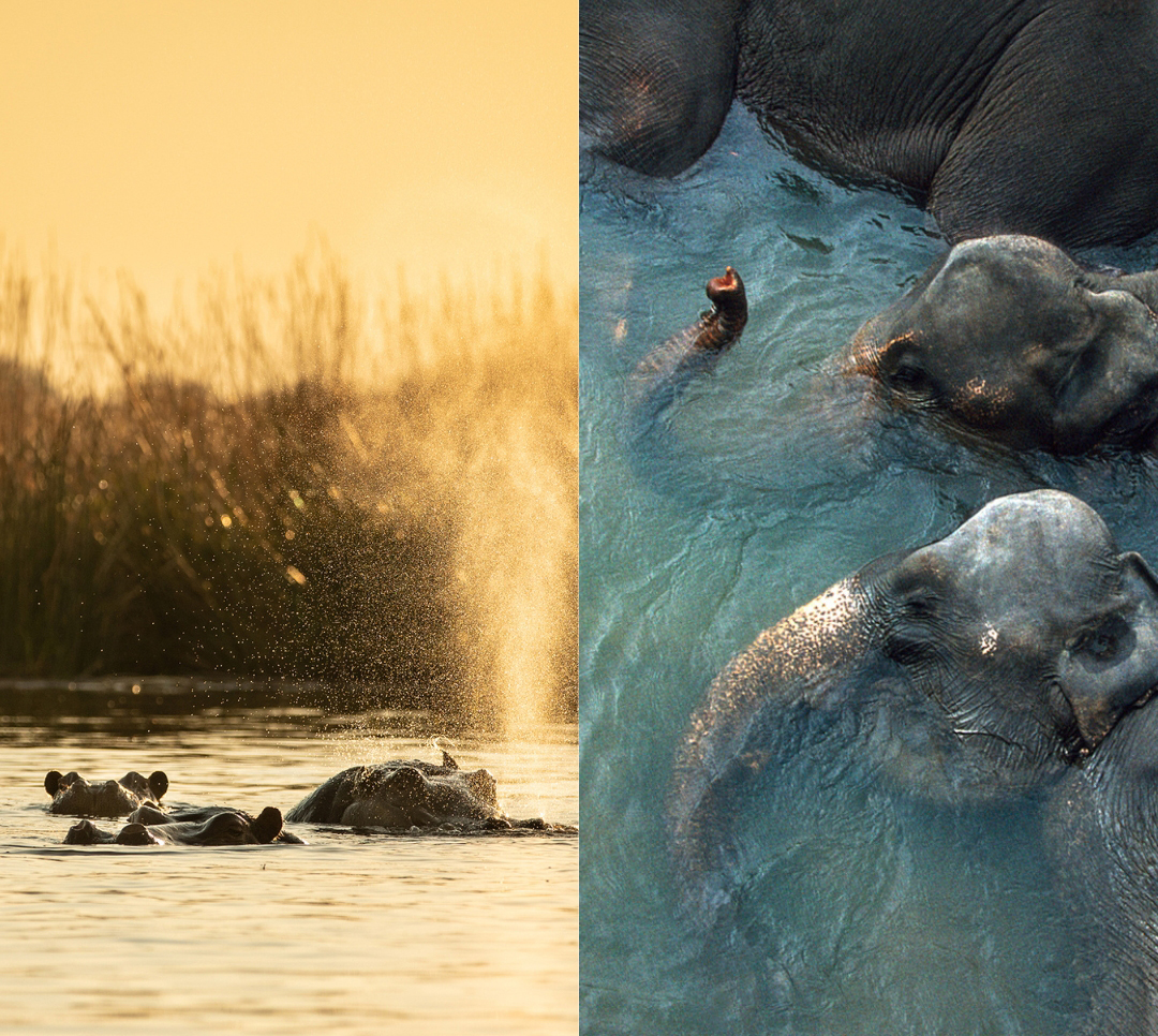 Side by side images of hippos and elephants in water