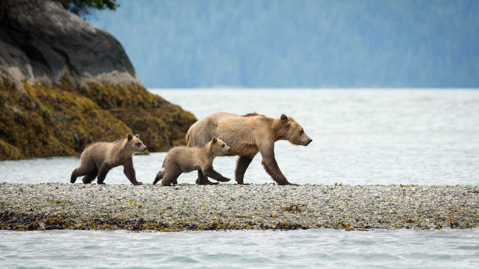 Luxury Canada Holidays, Knight Inlet Lodge, Bears crossing
