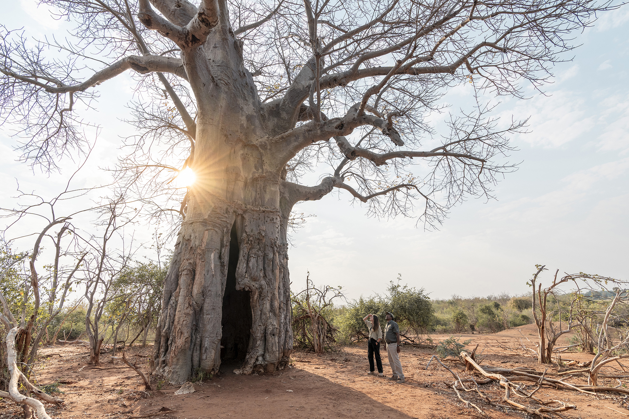 Two people standing near a large baobab tree with the sun shining through its branches in the Zambian landscape.