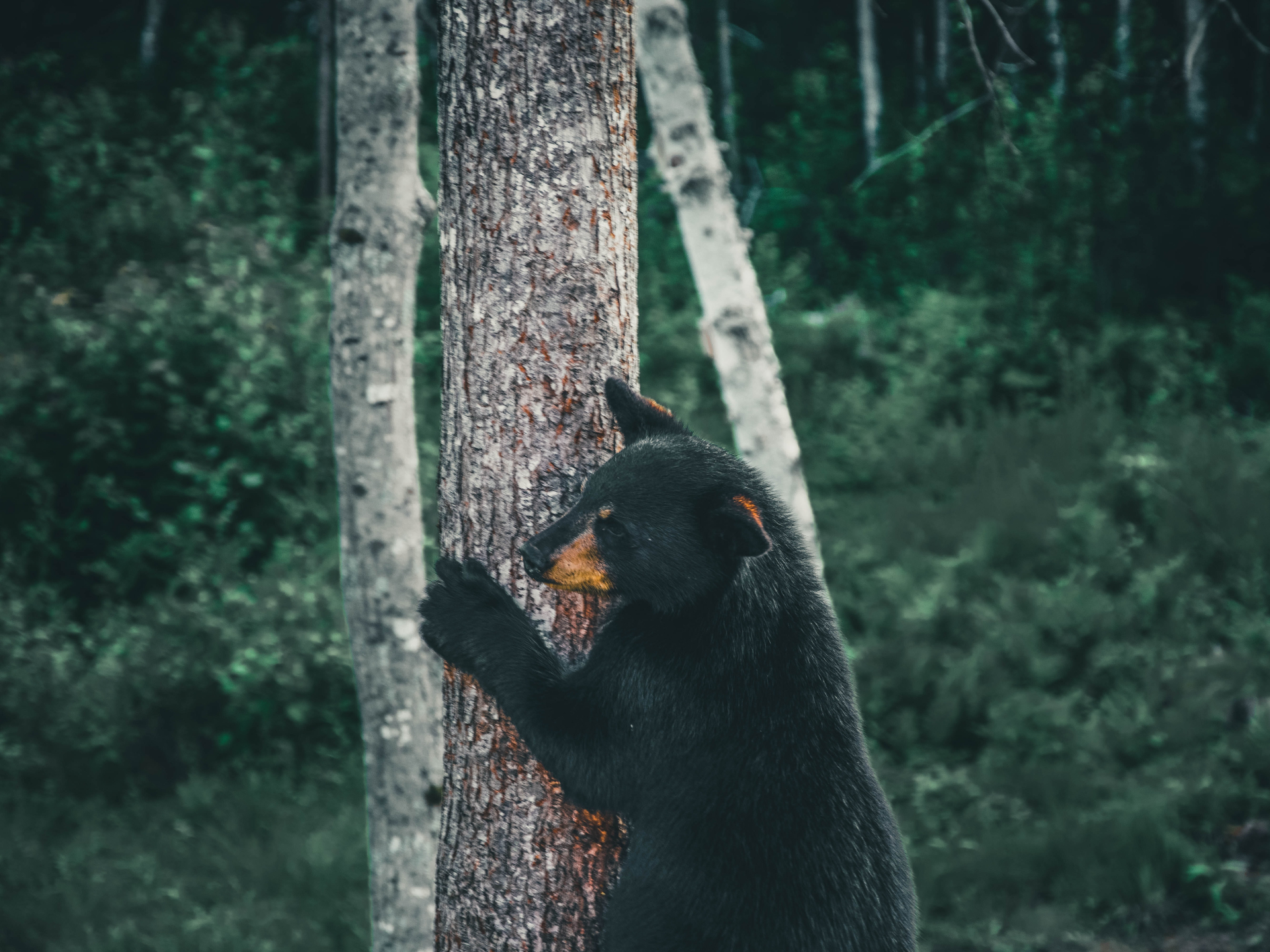 A bear climbing a tree