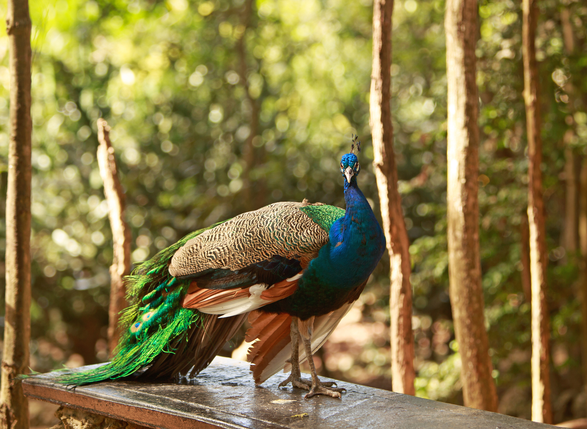 A peacock standing on a piece of wood looking at the camera