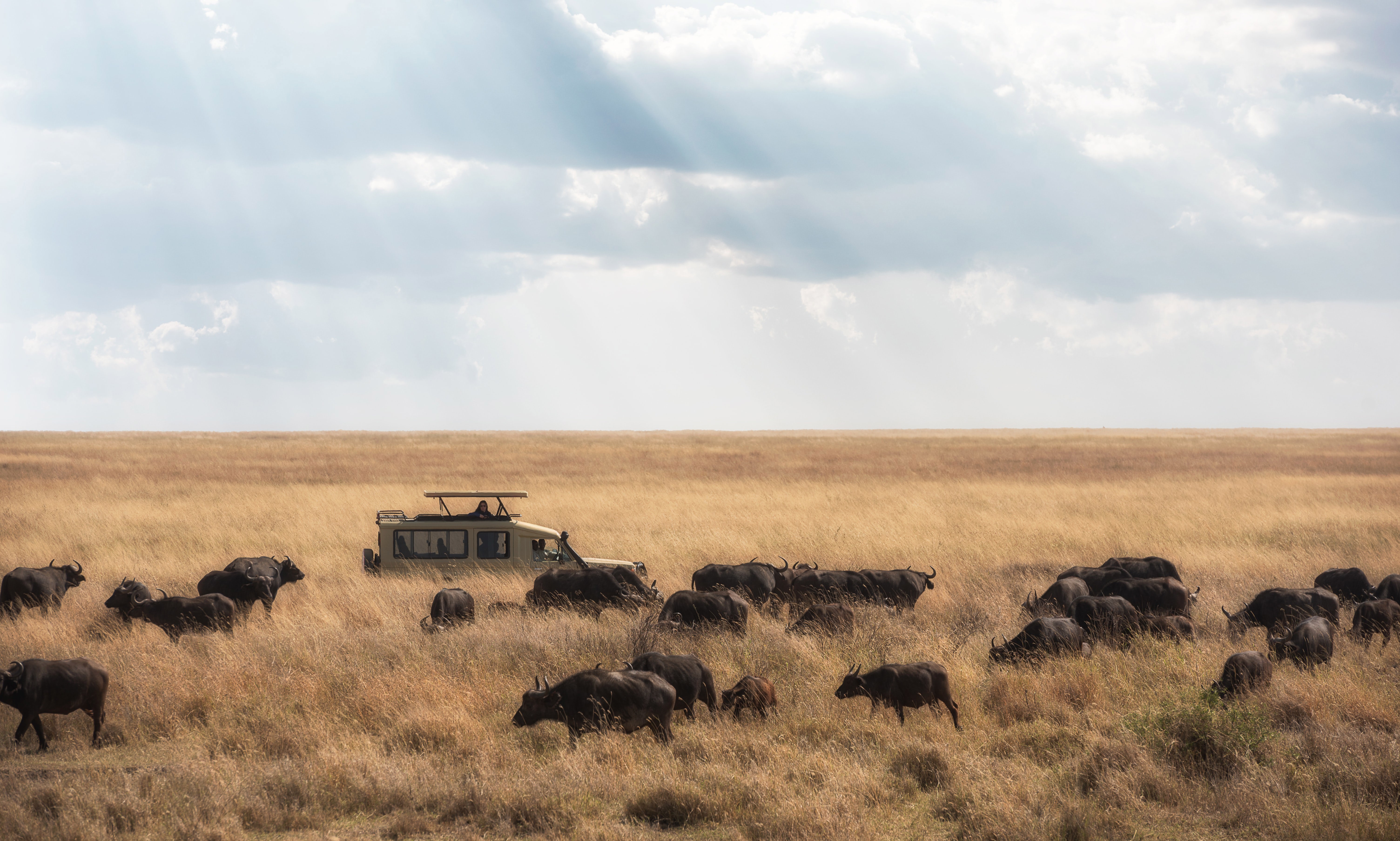 A safari car behind grazing wildebeest