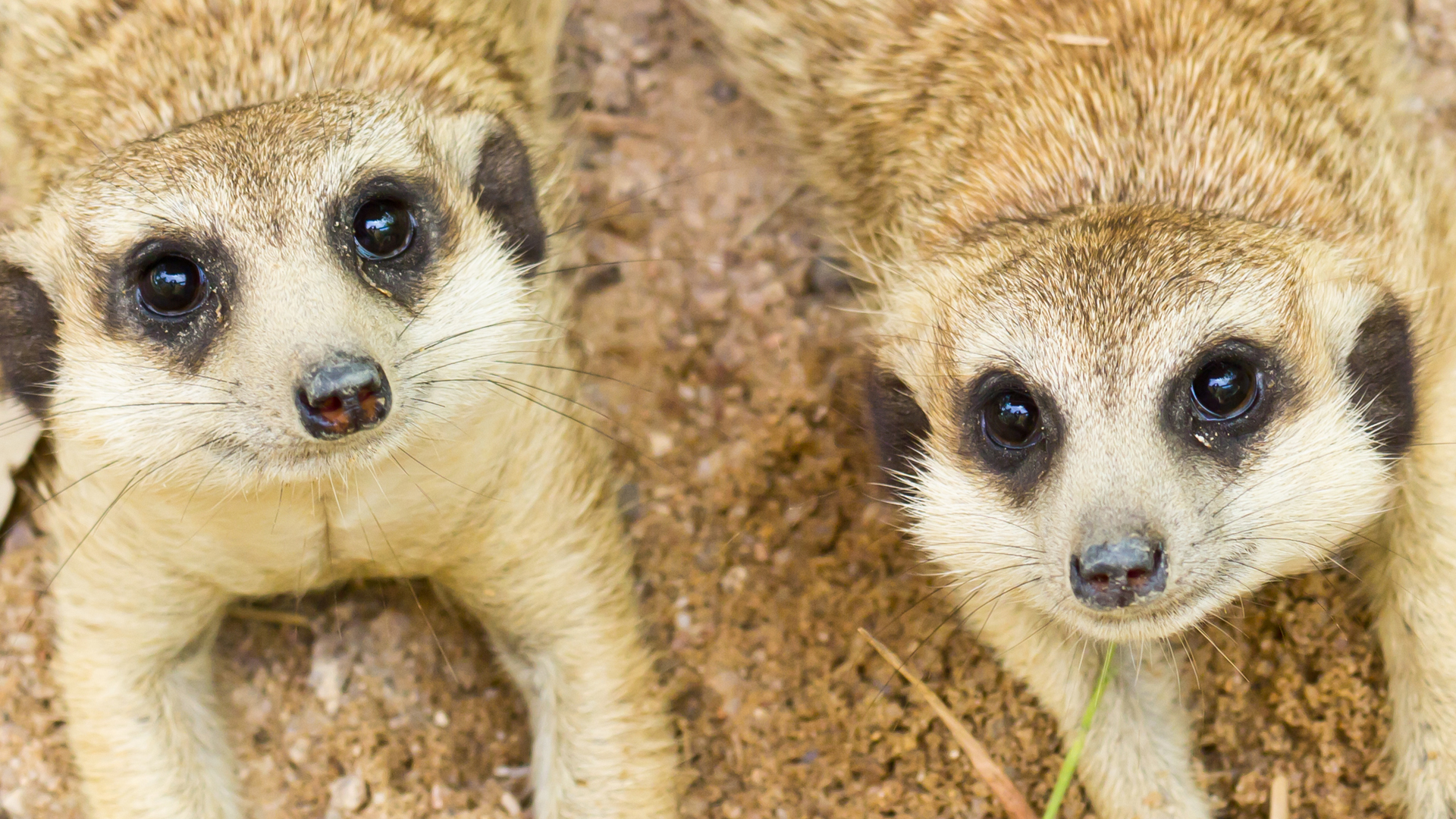 South africa, Northern cape province, Tswalu game reserve, Meerkats