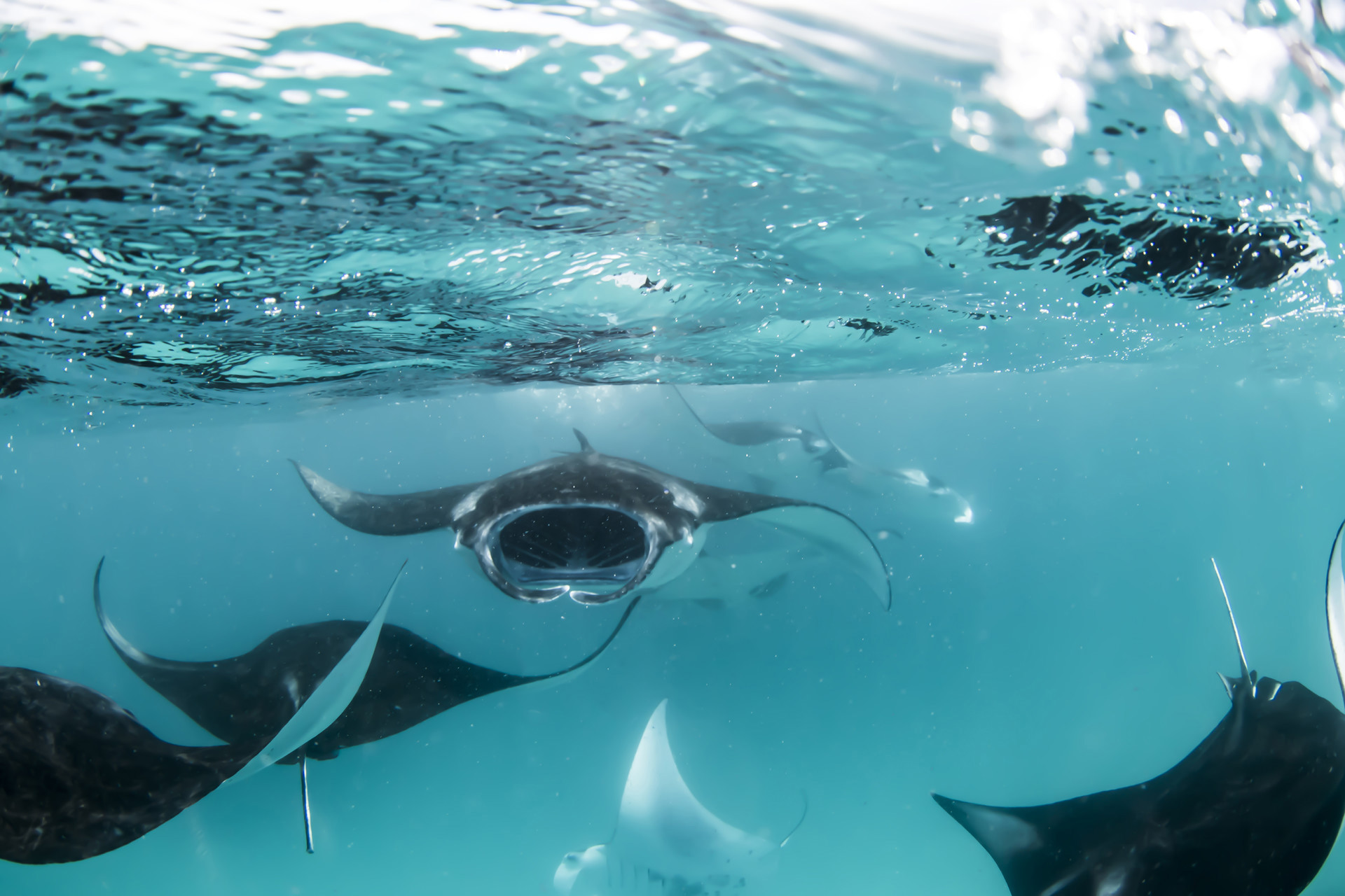 A group of manta rays swimming close to the surface of the ocean